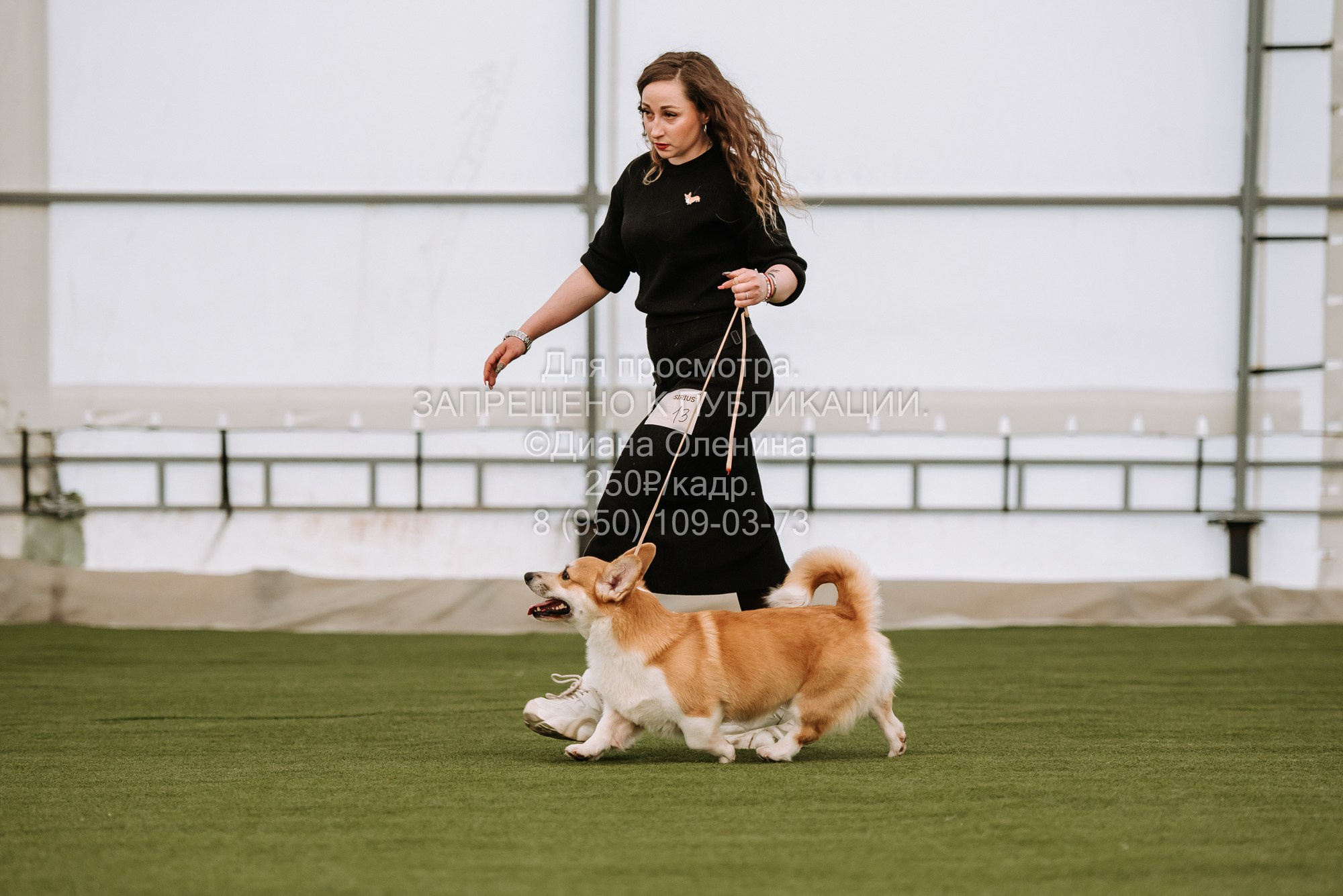 Выставка собак Красноярск 2.06. Фотограф Диана Оленина Красноярск / Братск