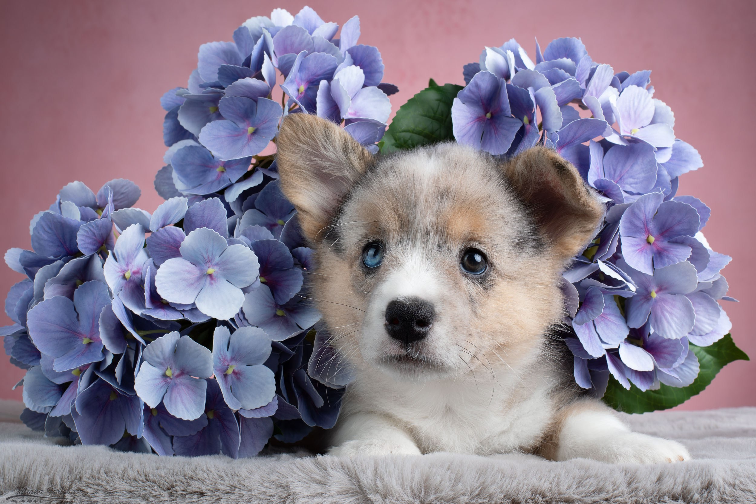 Съемка щенков на розовом фоне. Фотограф-анималист в Москве и Московской области Татьяна Фролова