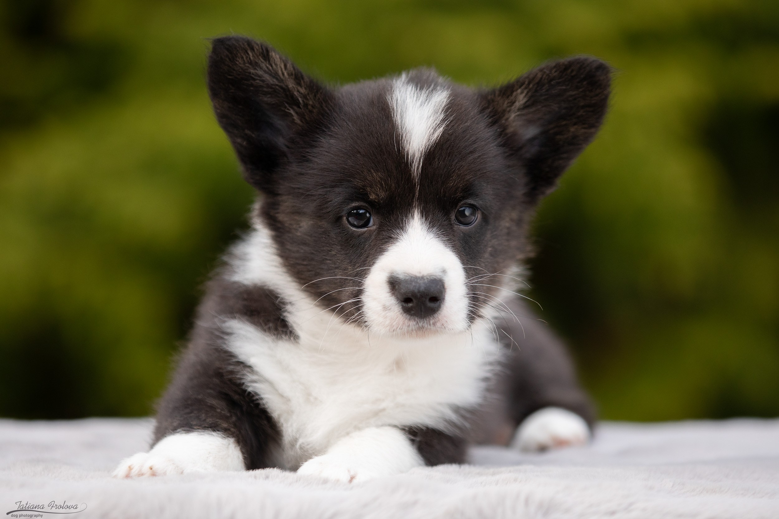 Съемка помета щенков для продажи на улице. Фотограф-анималист в Москве и Московской области Татьяна Фролова