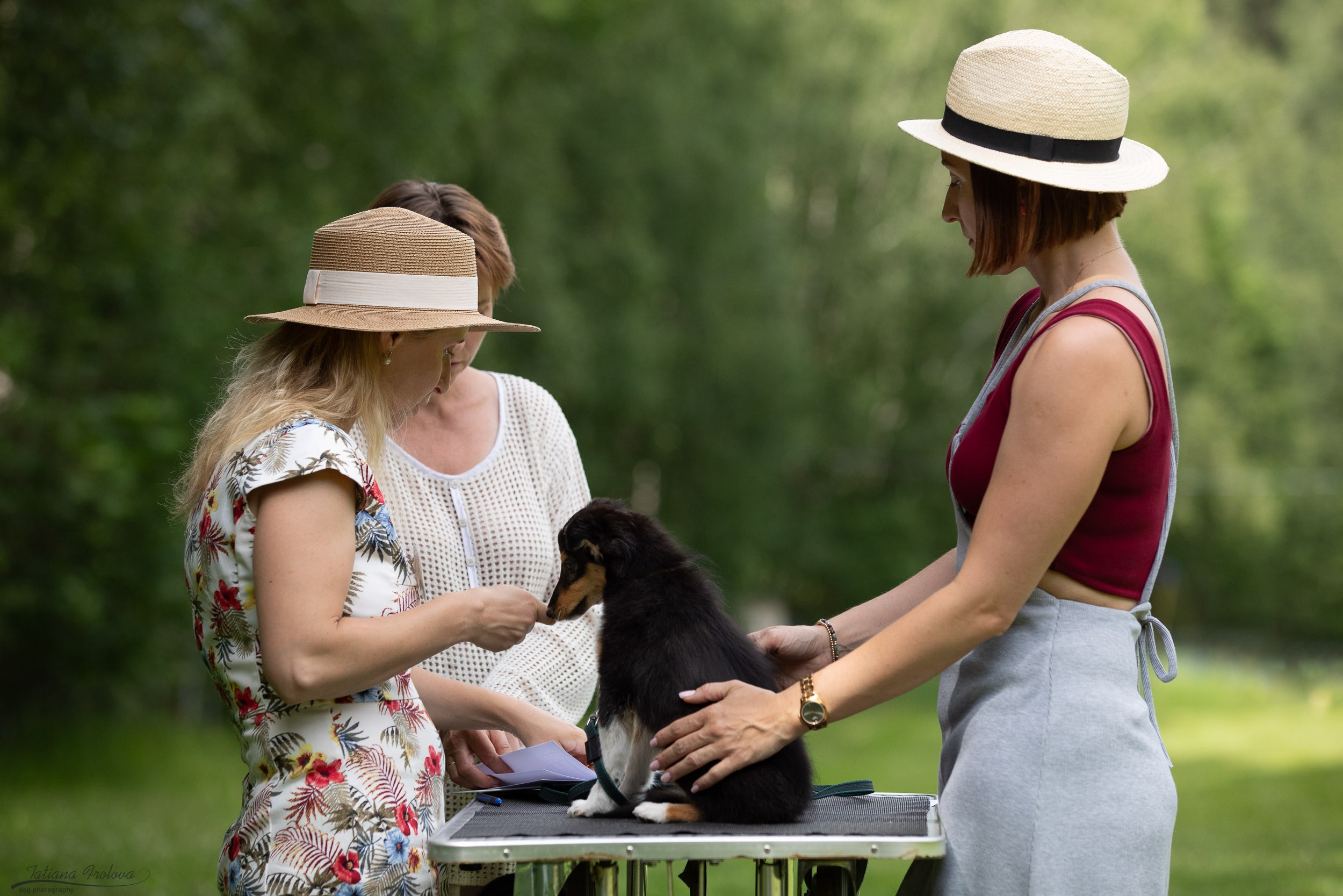 Репортаж с выводки молодняка колли/шелти в Ясенево. Фотограф-анималист в Москве и Московской области Татьяна Фролова