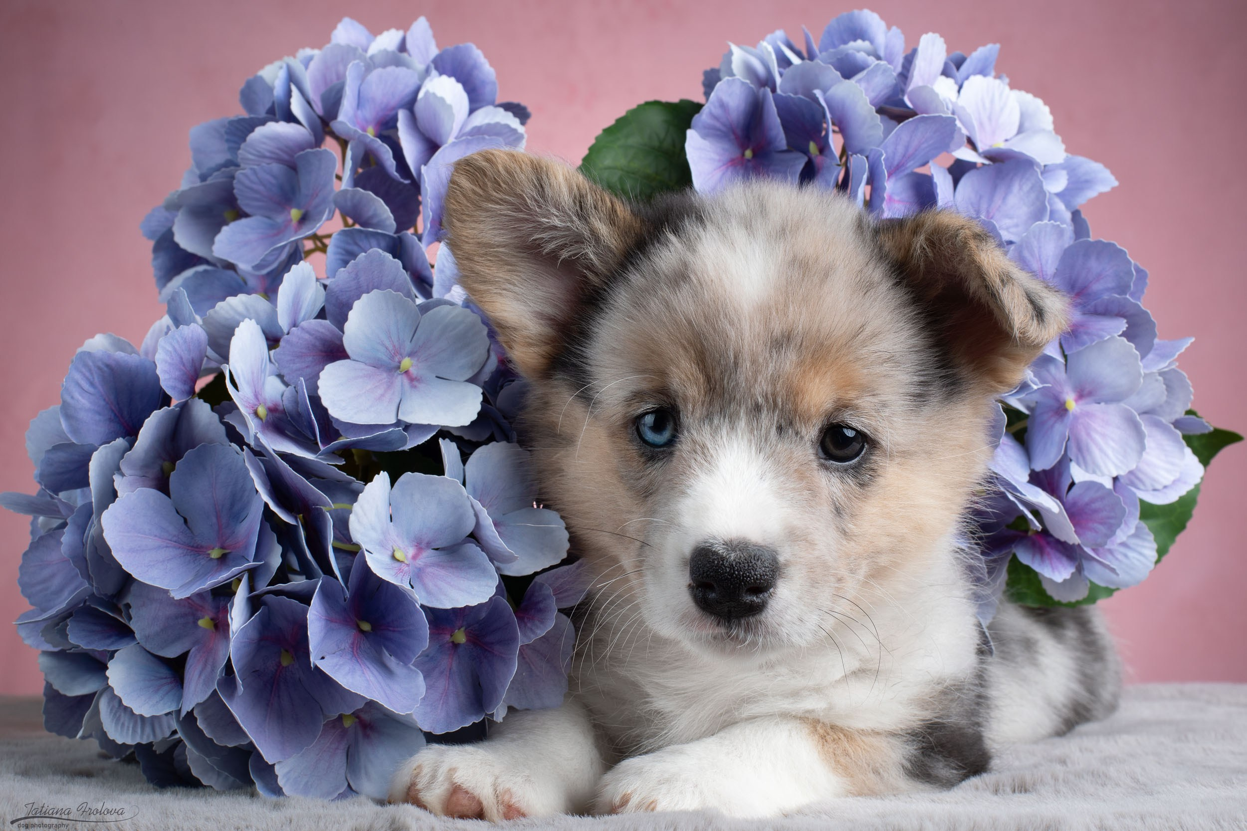 Съемка щенков на розовом фоне. Фотограф-анималист в Москве и Московской области Татьяна Фролова