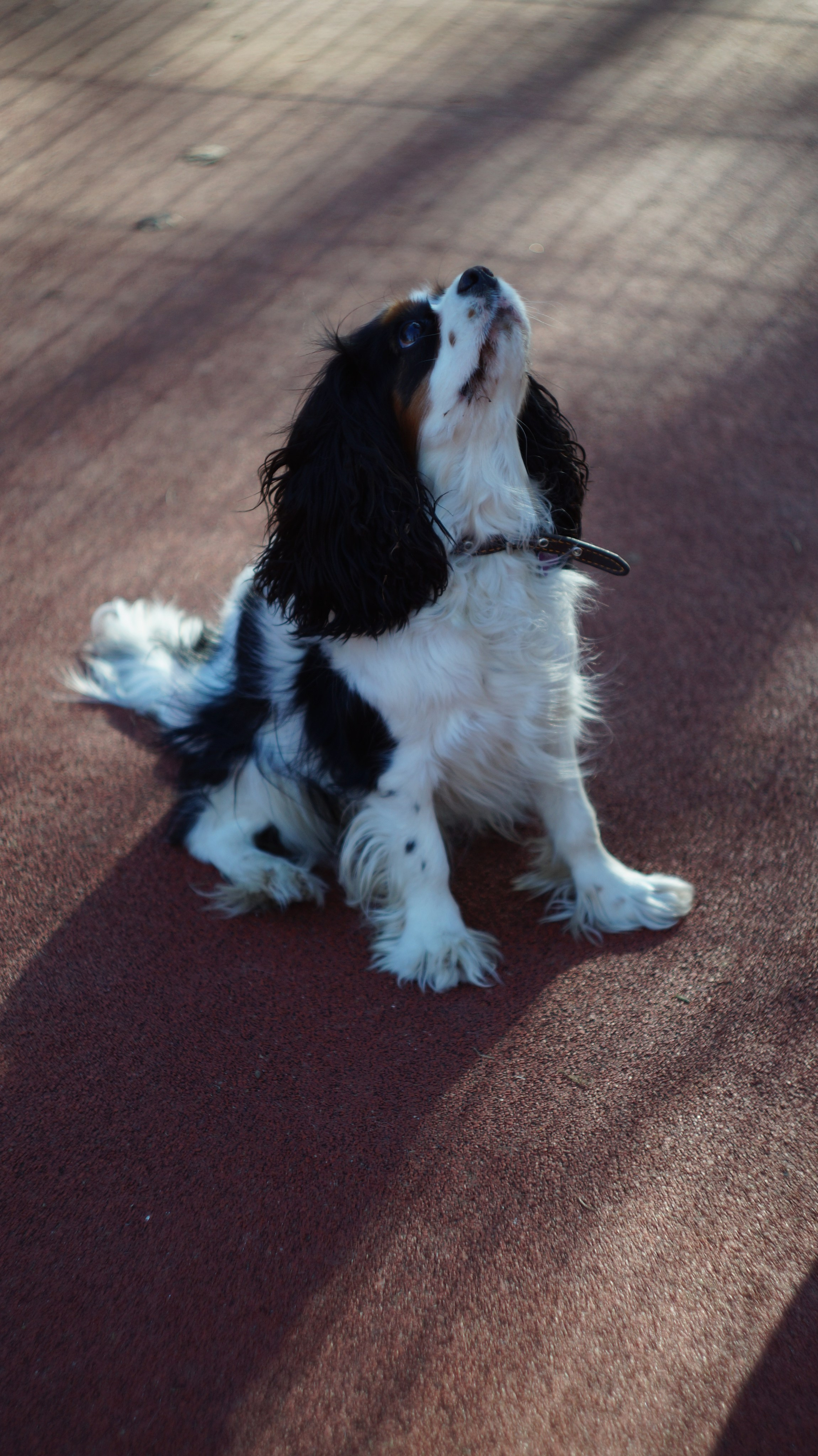 Dogs street. Профессиональный фотограф