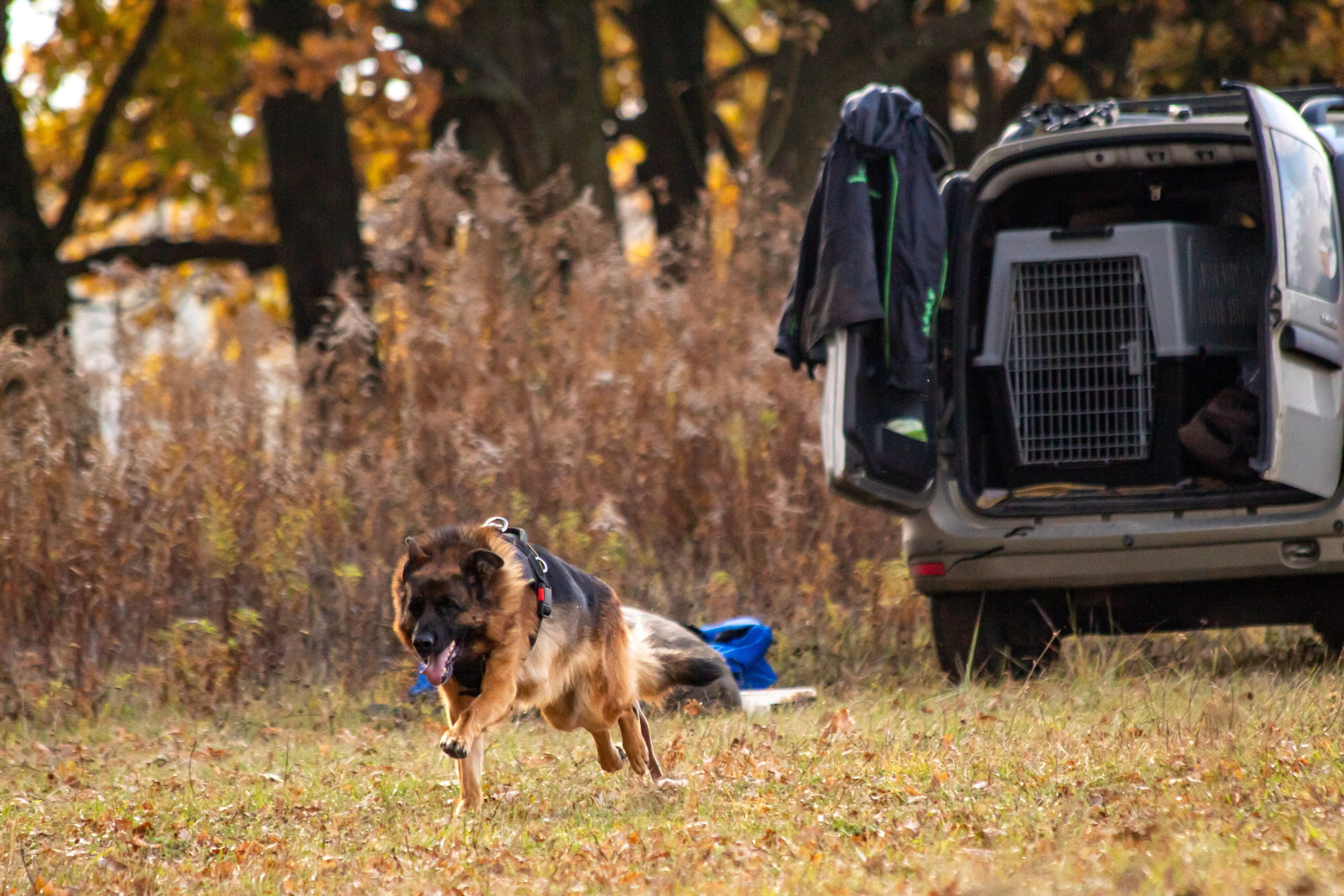 Тренинг защитного раздела. Фотограф анималист — Тула, Москва
