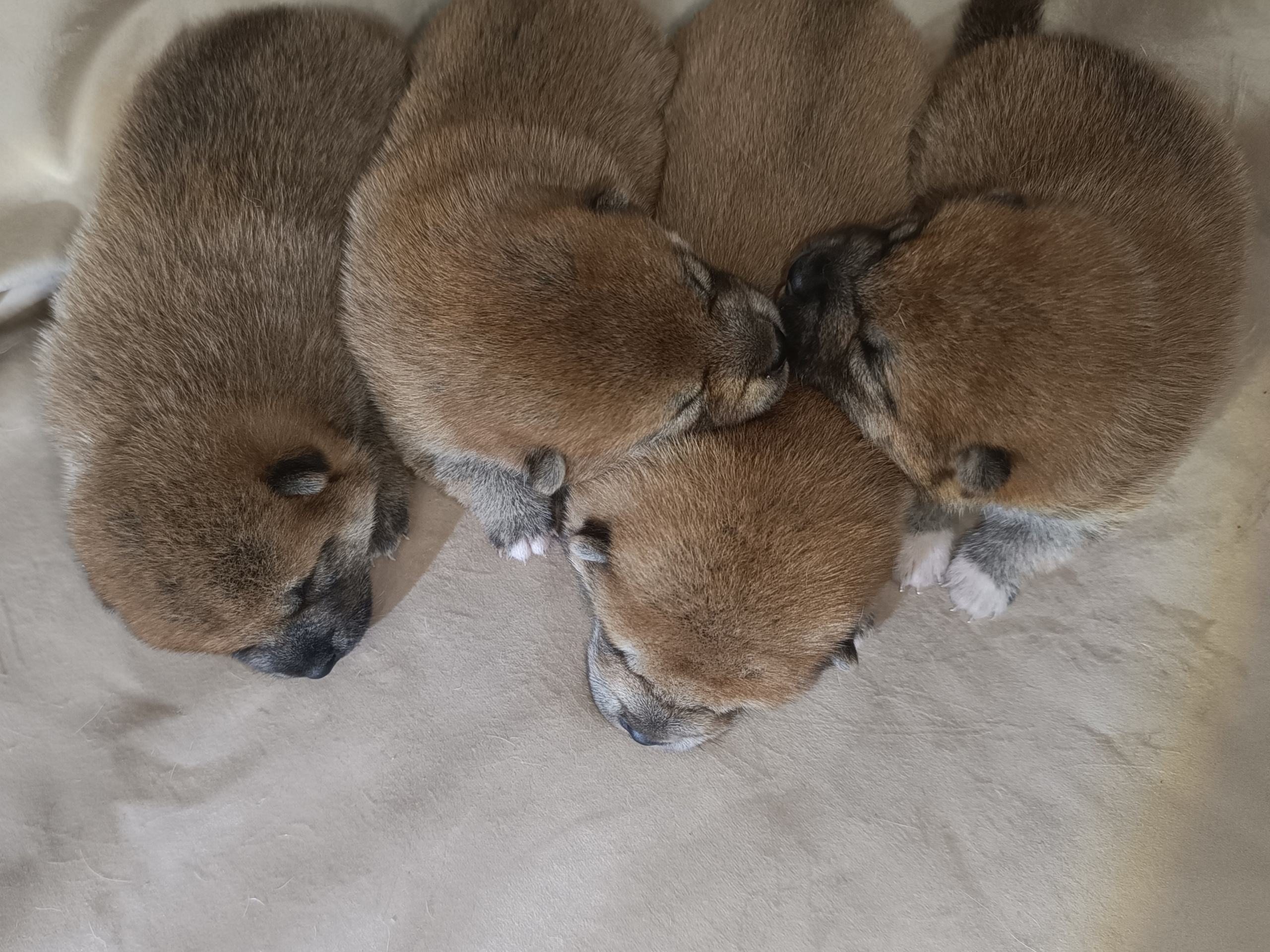 сиба питомник Рубилайт щенки на продажу rubylight  сиба щенки купить СПб Санкт-Петербург 