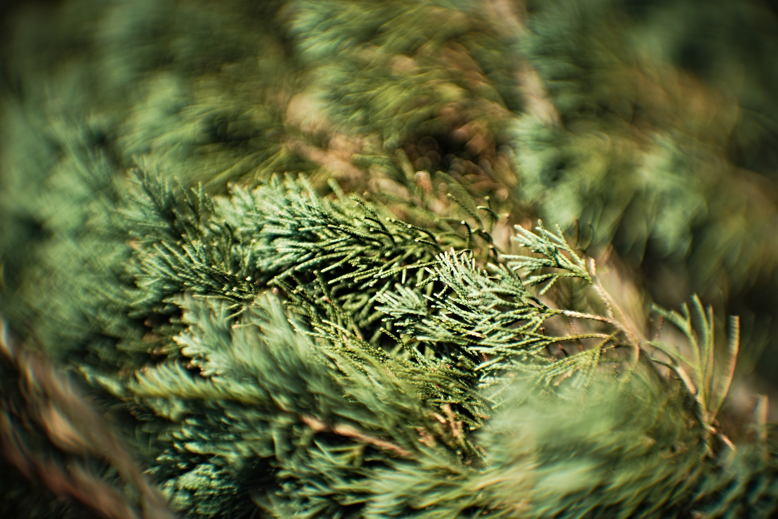 Цветочно-бокешные. Фотограф портретный архитектурный лавстори будуар Санкт-Петербург Виктор Иванов