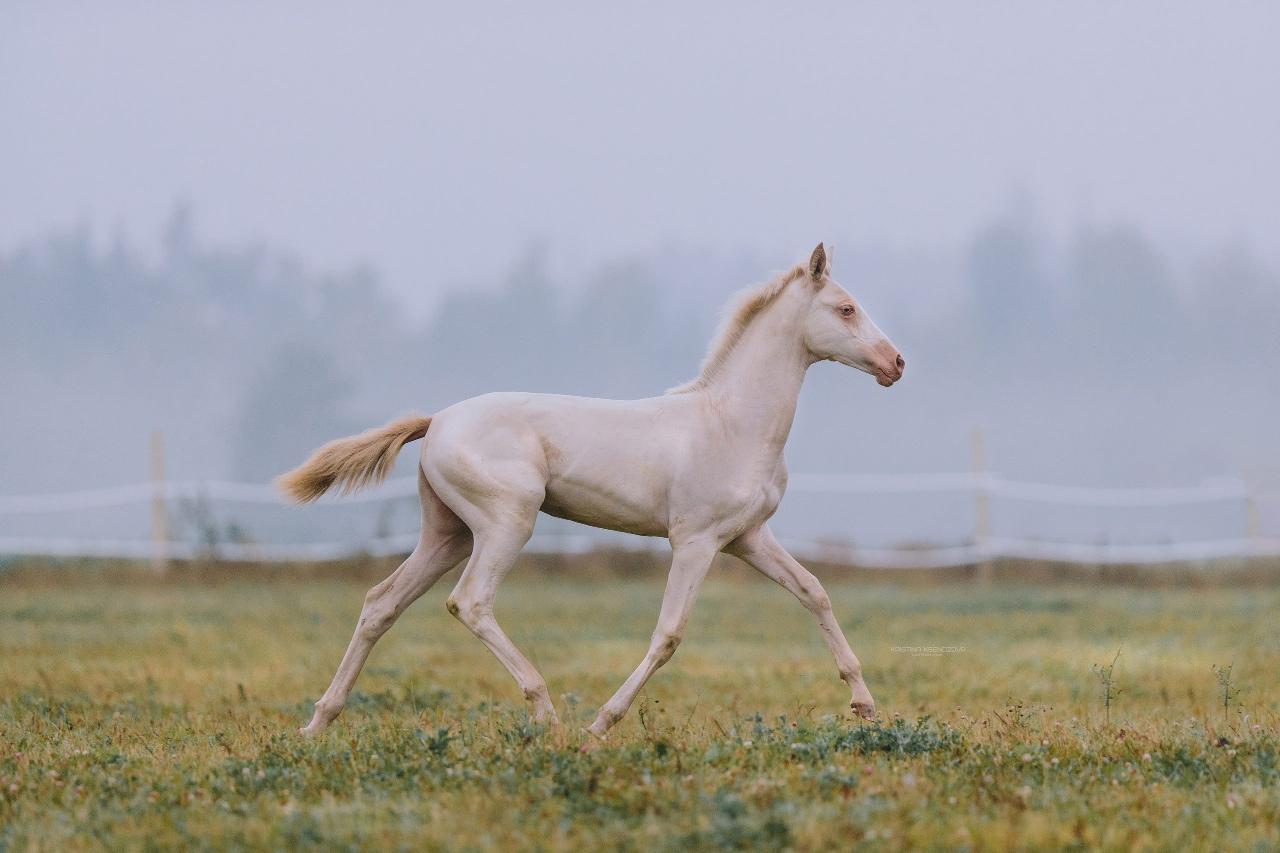 В движении. Фотограф-анималист Ксендзова Кристина
