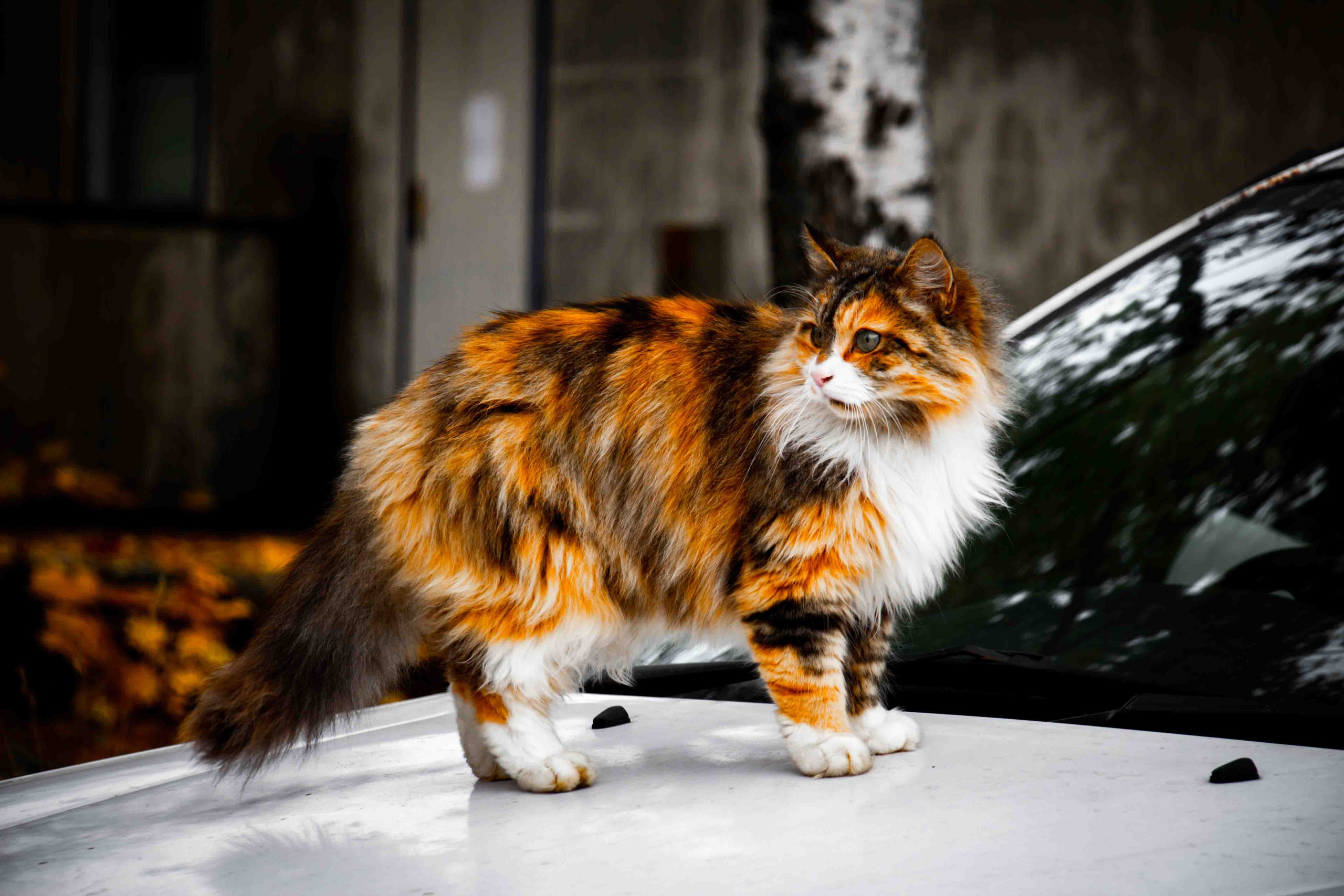 Осеннее настроение. Александр Попов