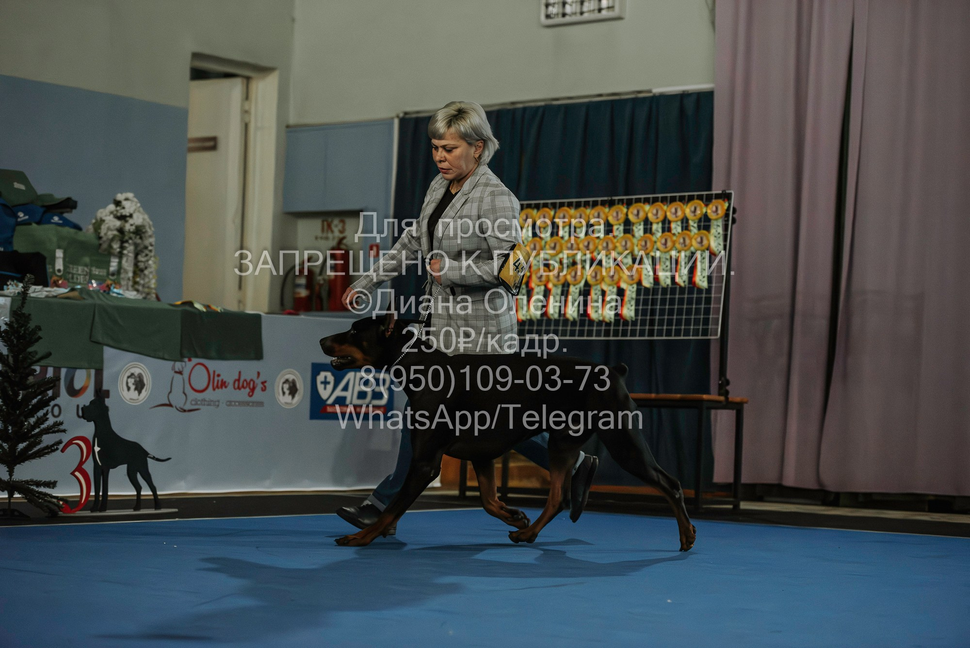 Выставка собак Красноярск 29.10.2023. Фотограф Диана Оленина Красноярск / Братск