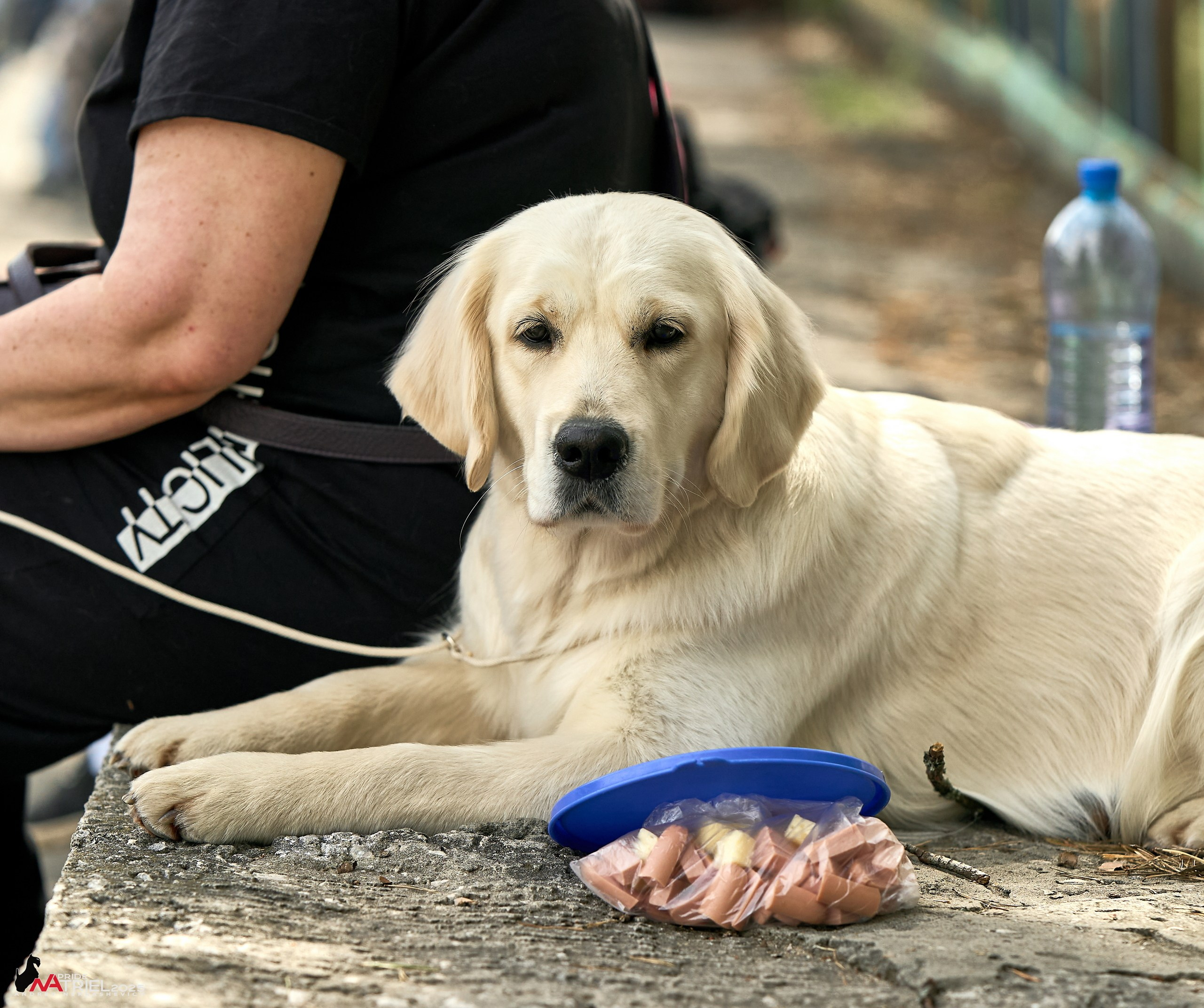 Выставка собак Суздаль-Владимир