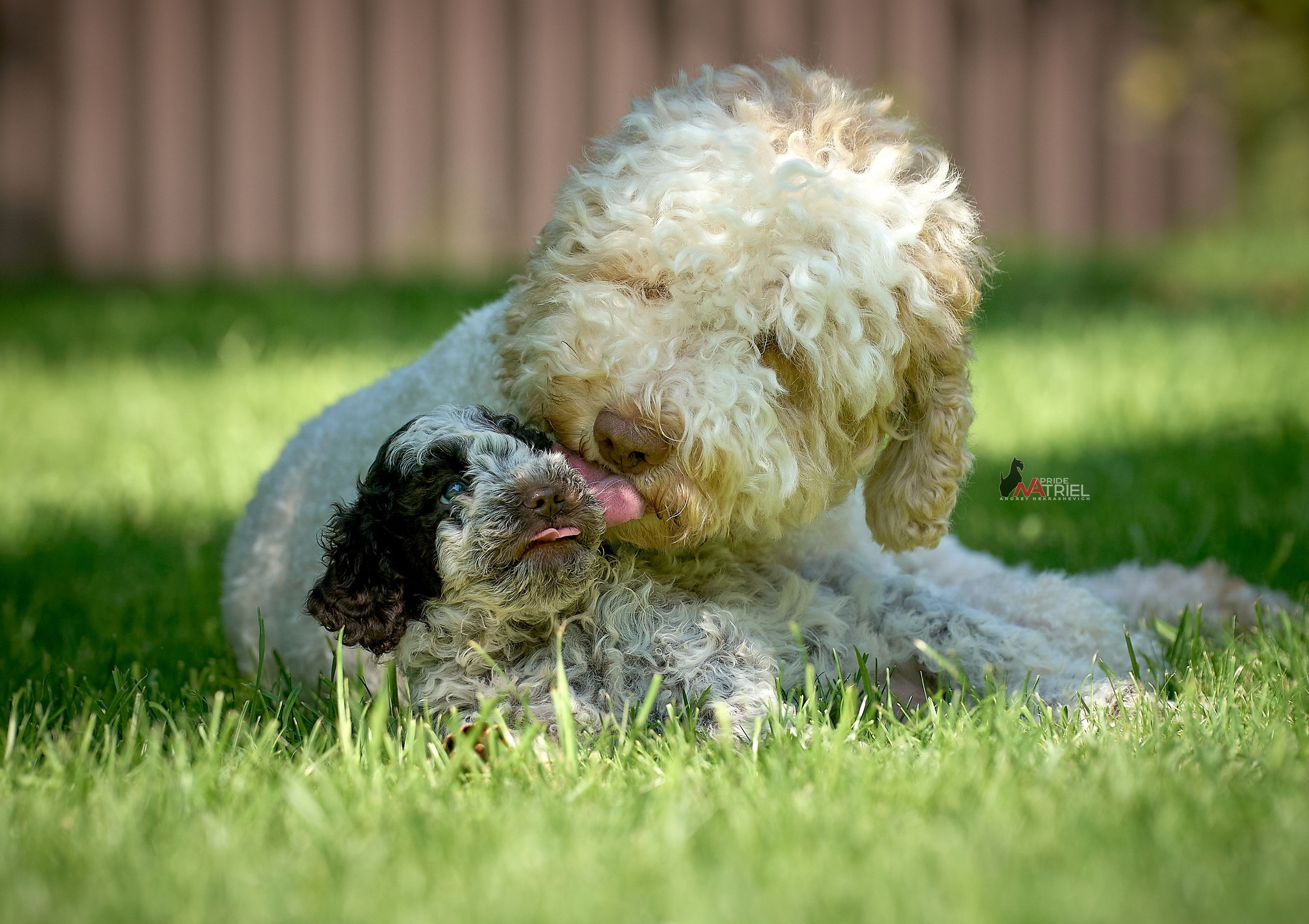 Щенки на прогулке — галерея NATRIEL