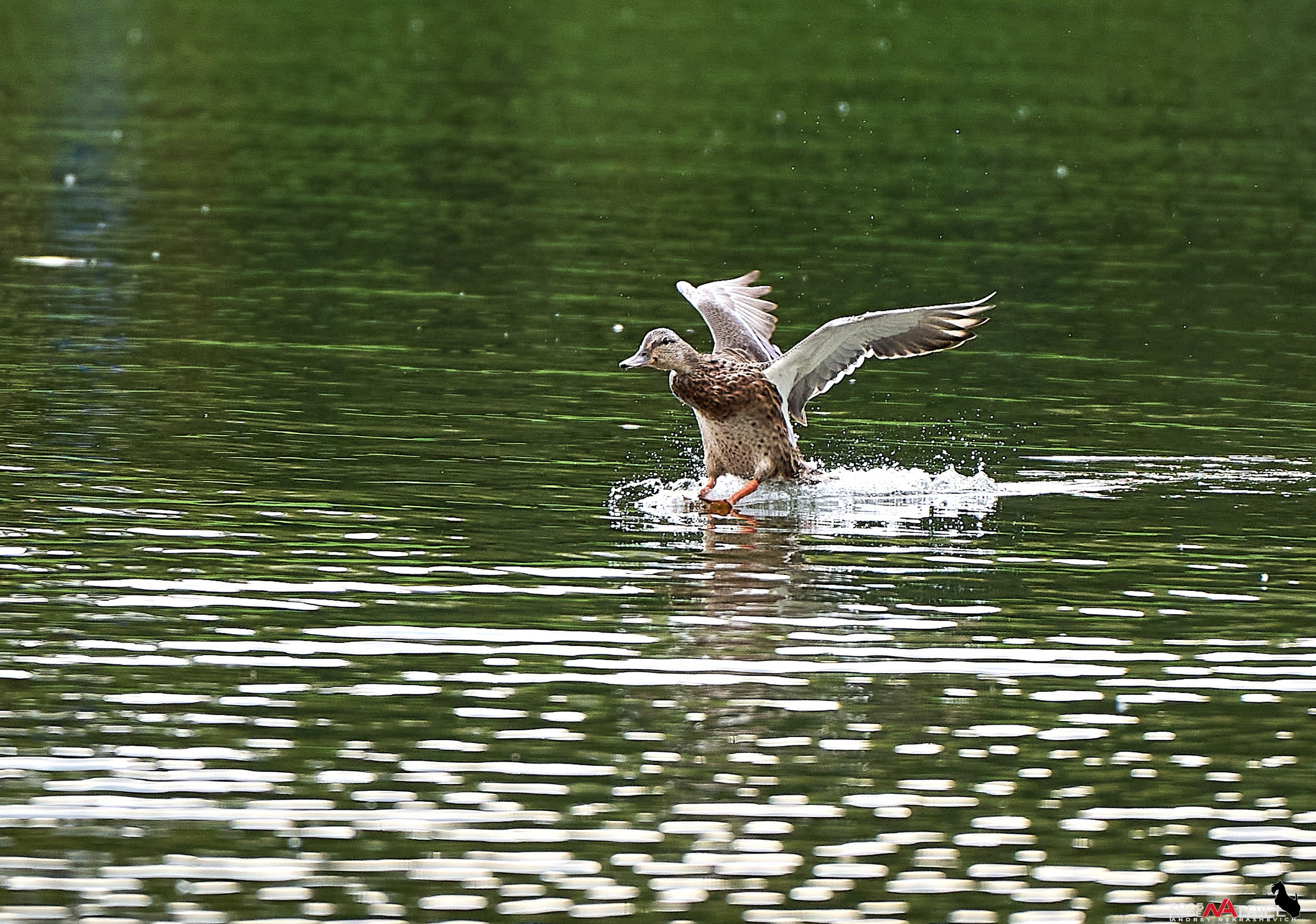 Утки на пруду