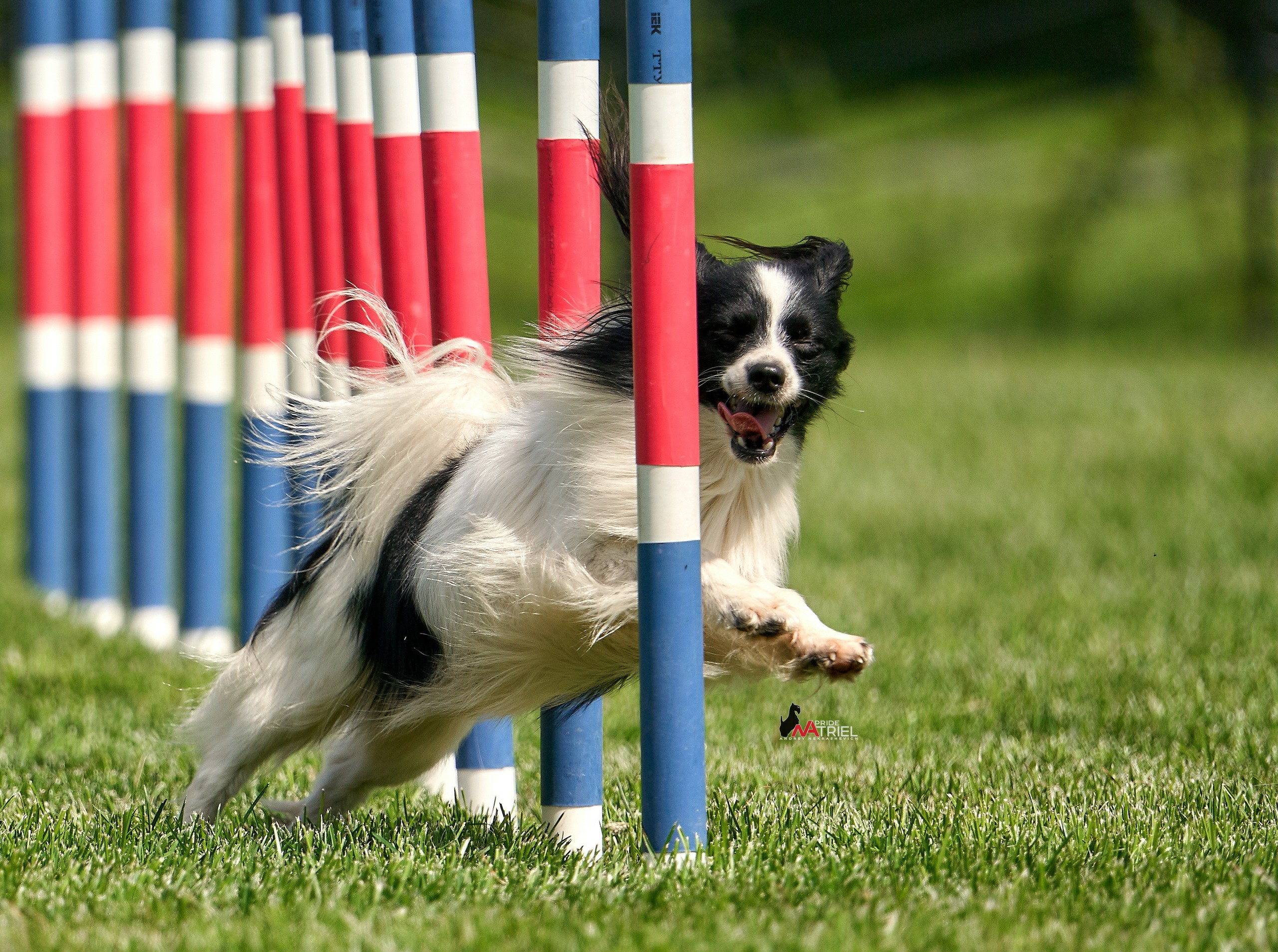 Аджилити — галерея NATRIEL