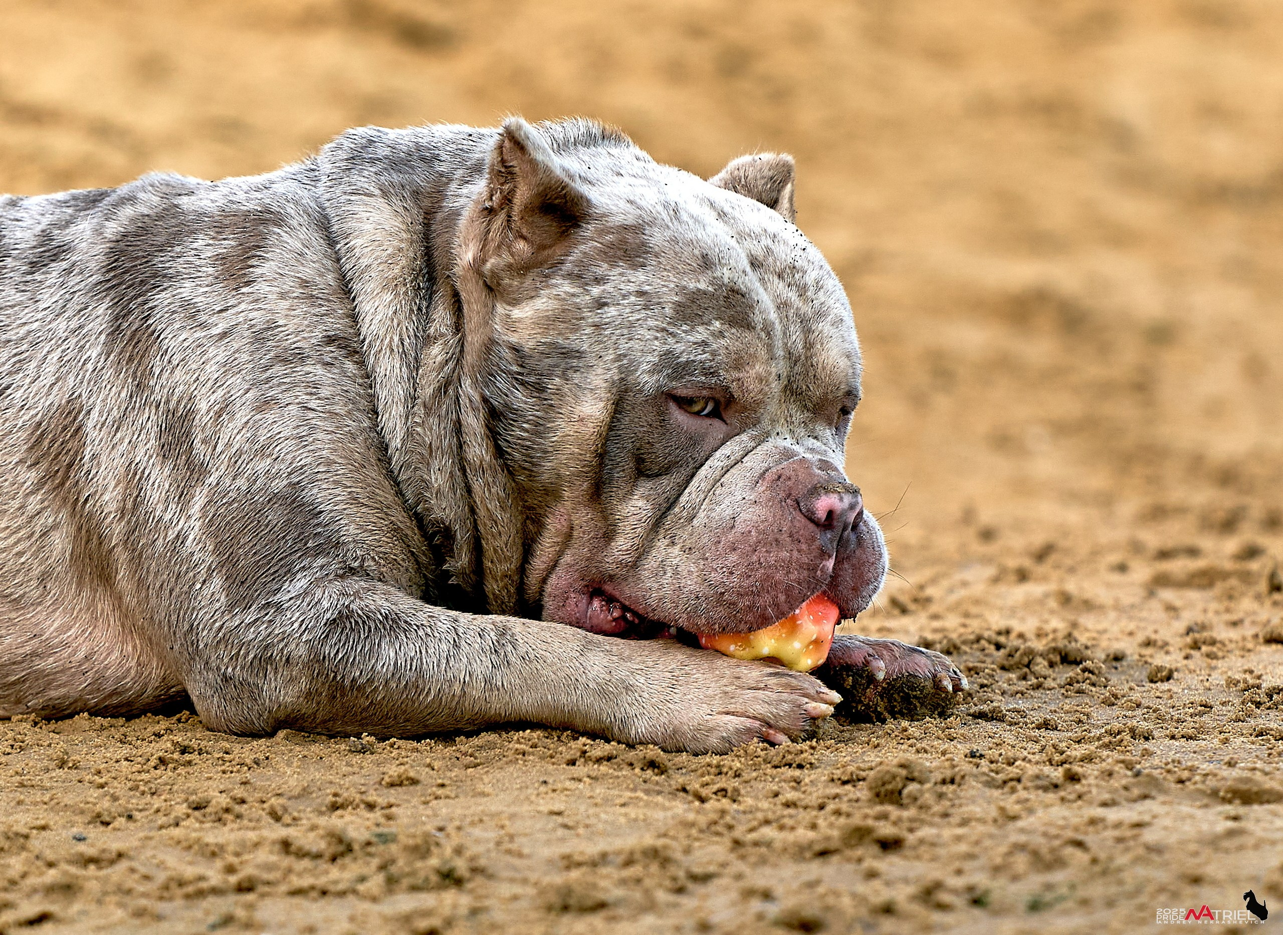 Съемка собак породы булли на природе