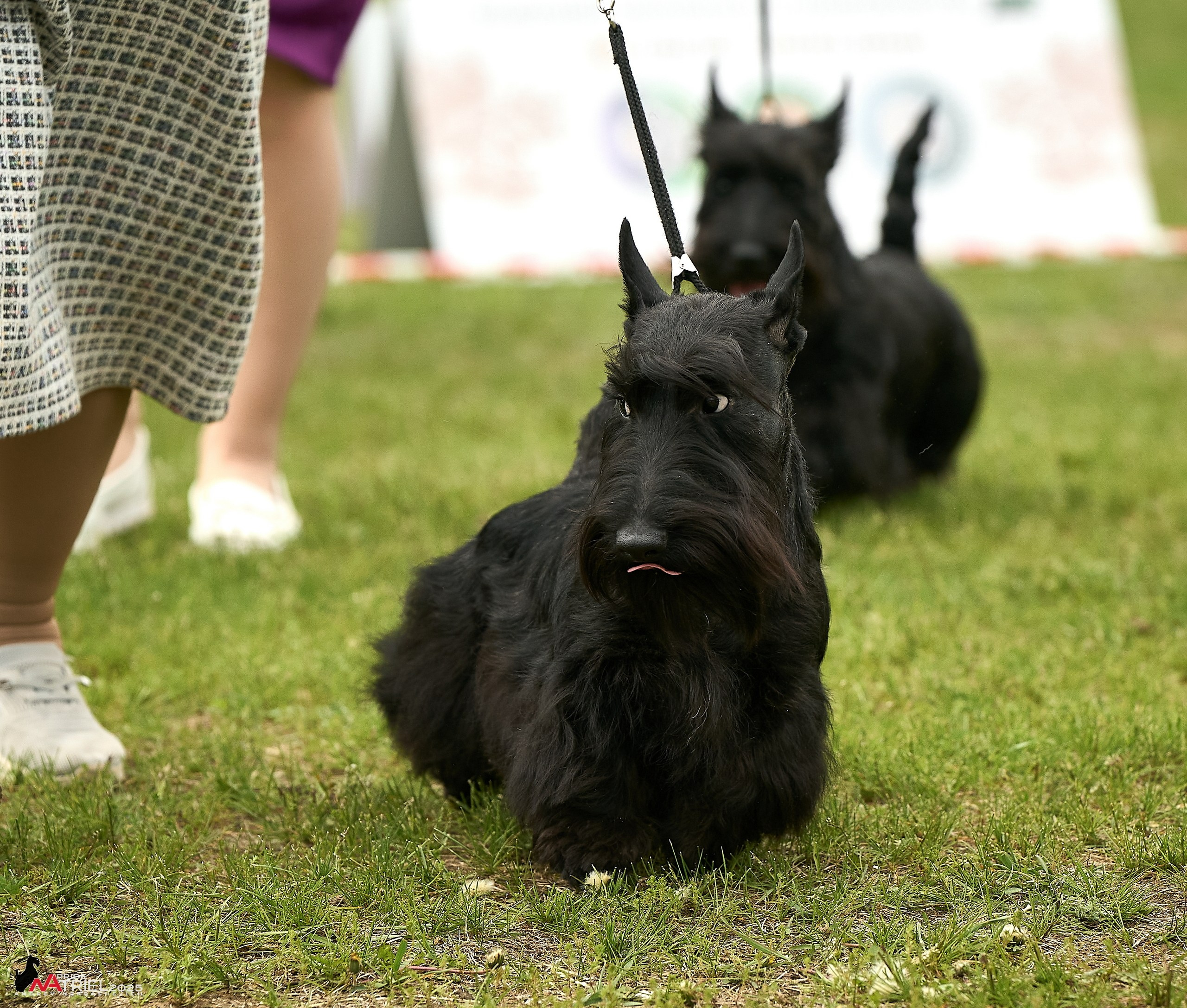 Выставка собак Суздаль-Владимир