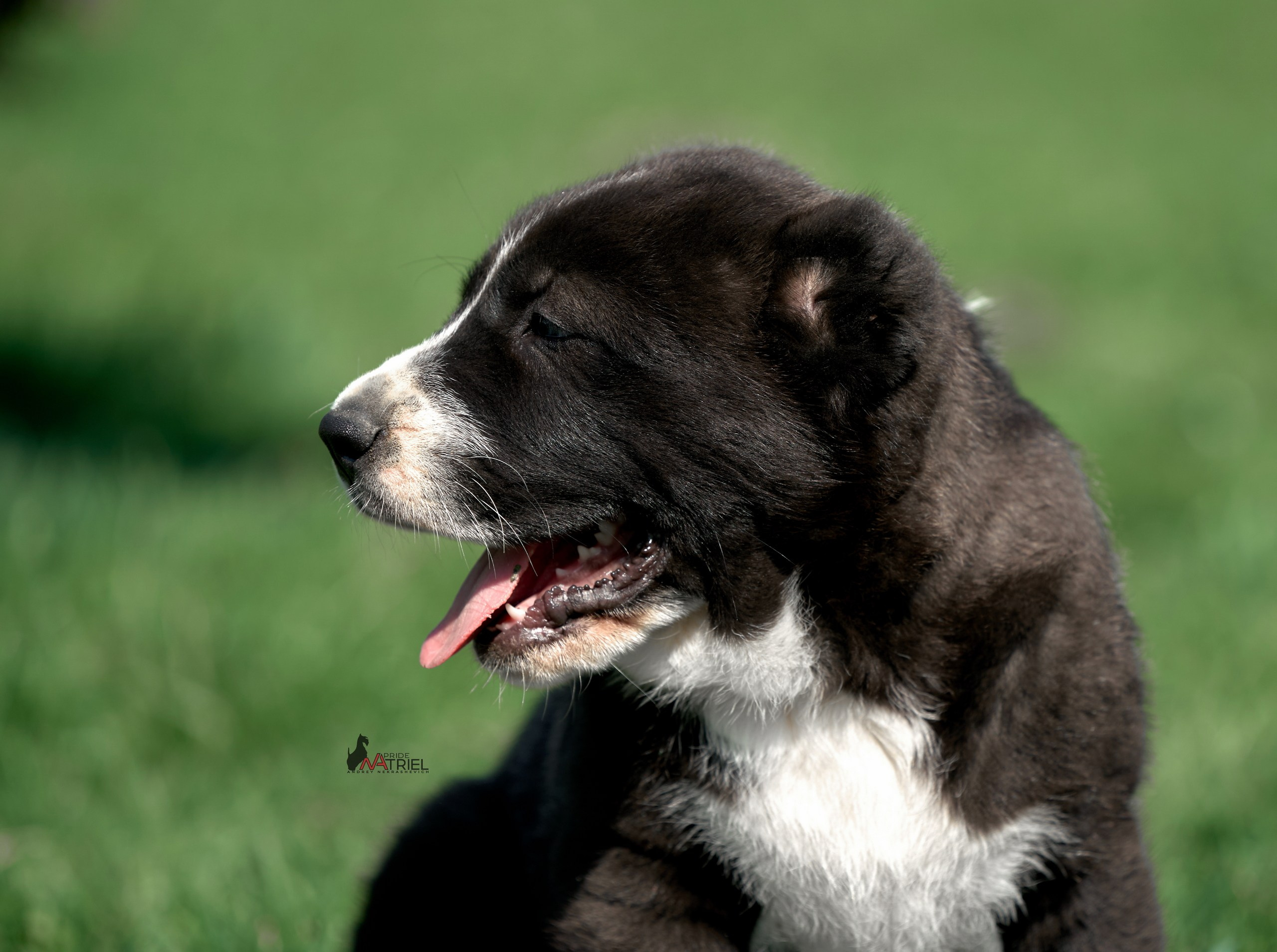 Среднеазиаты — щенки и взрослые