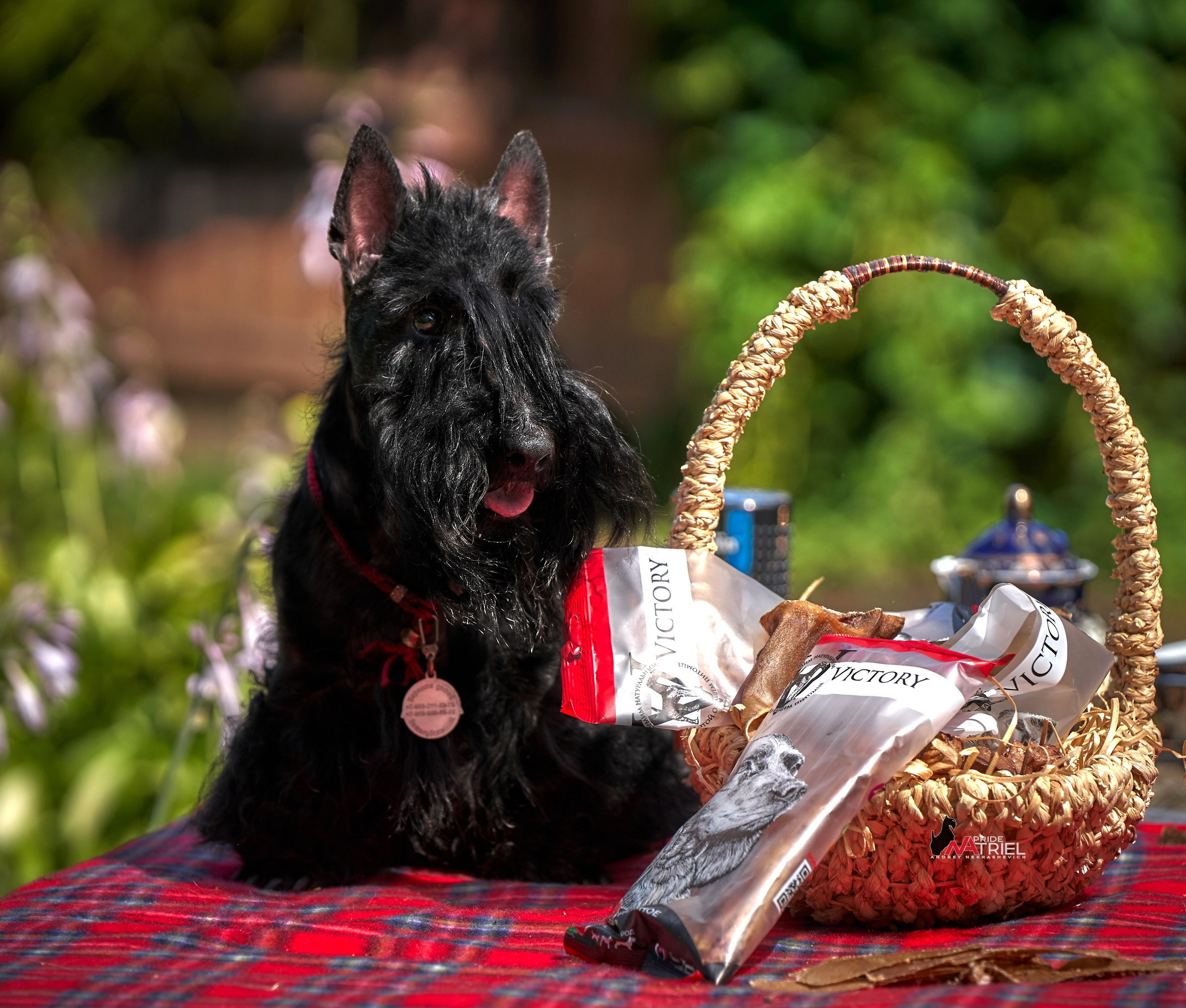 Реклама с животными — галерея NATRIEL