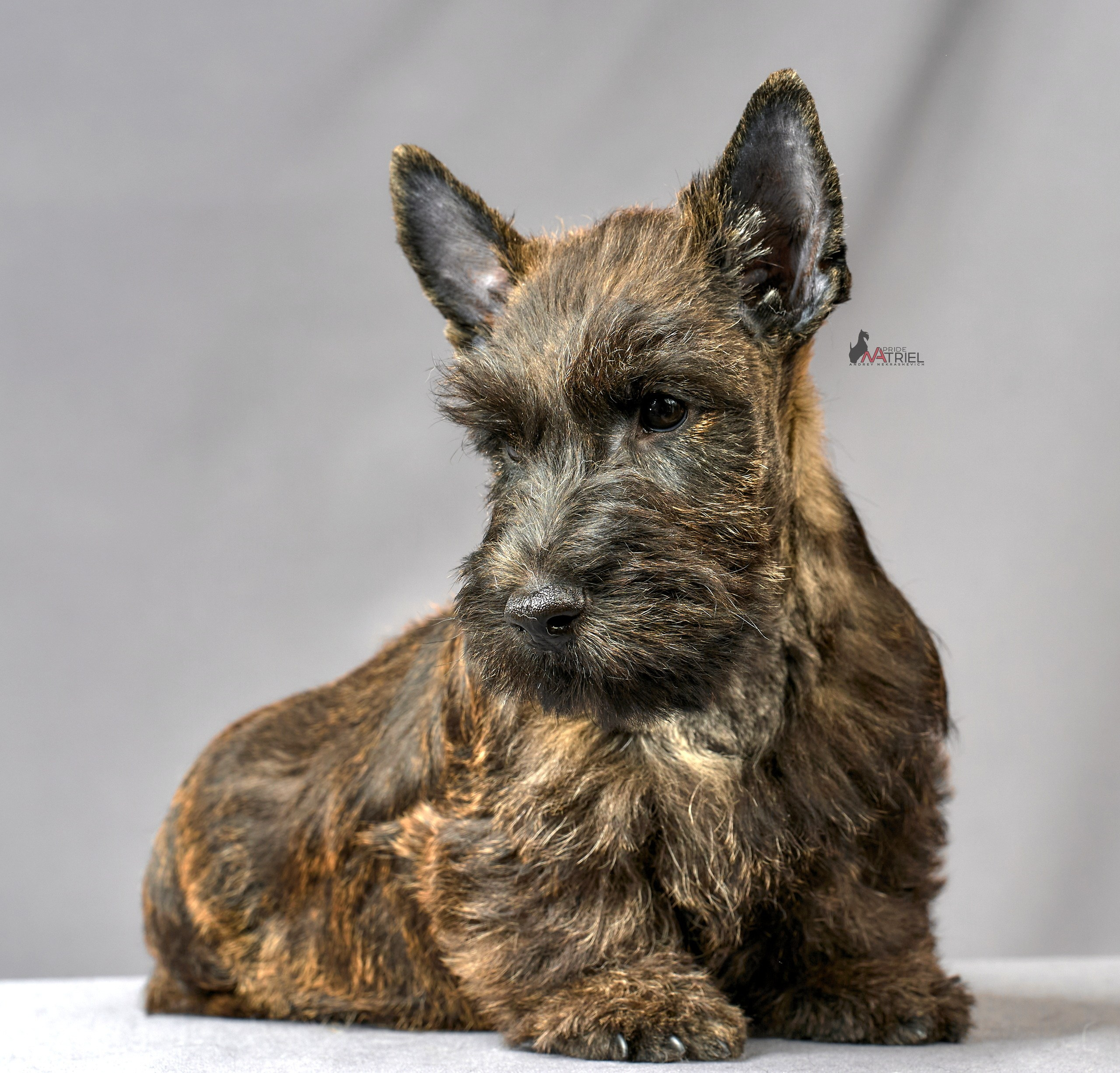 Съемка щенков скотч-терьеров