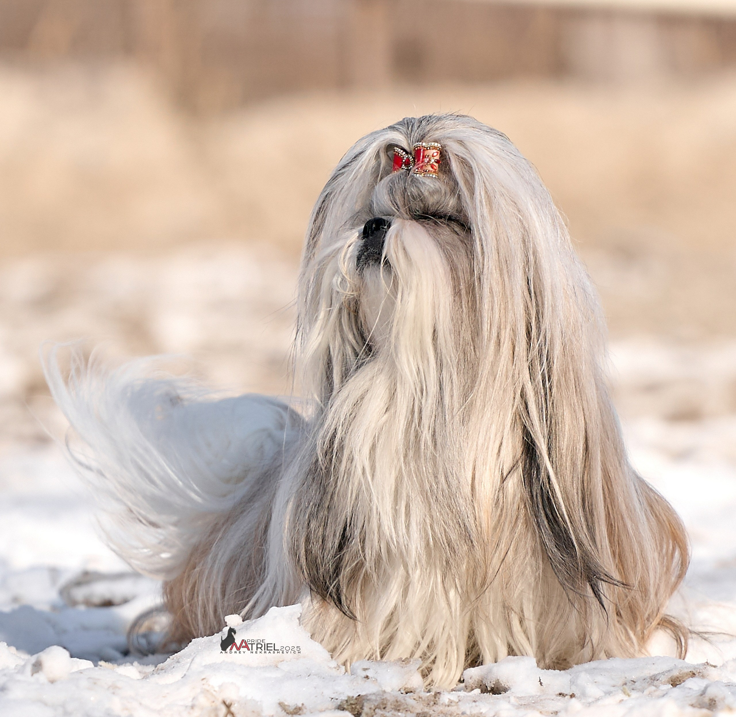 Съемка ши-тсу с мобильным светом