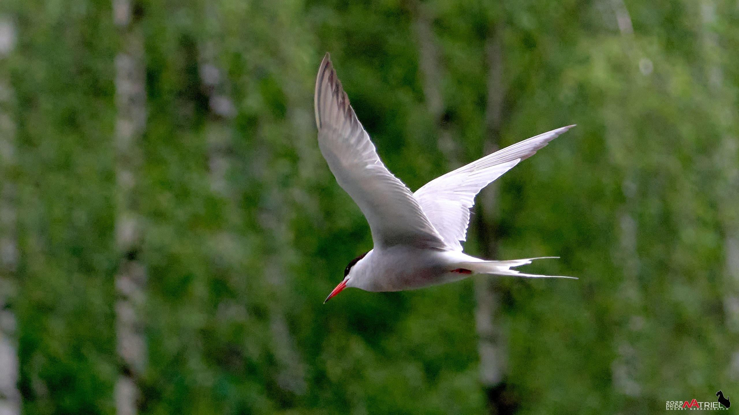 Съемка в парке на воде