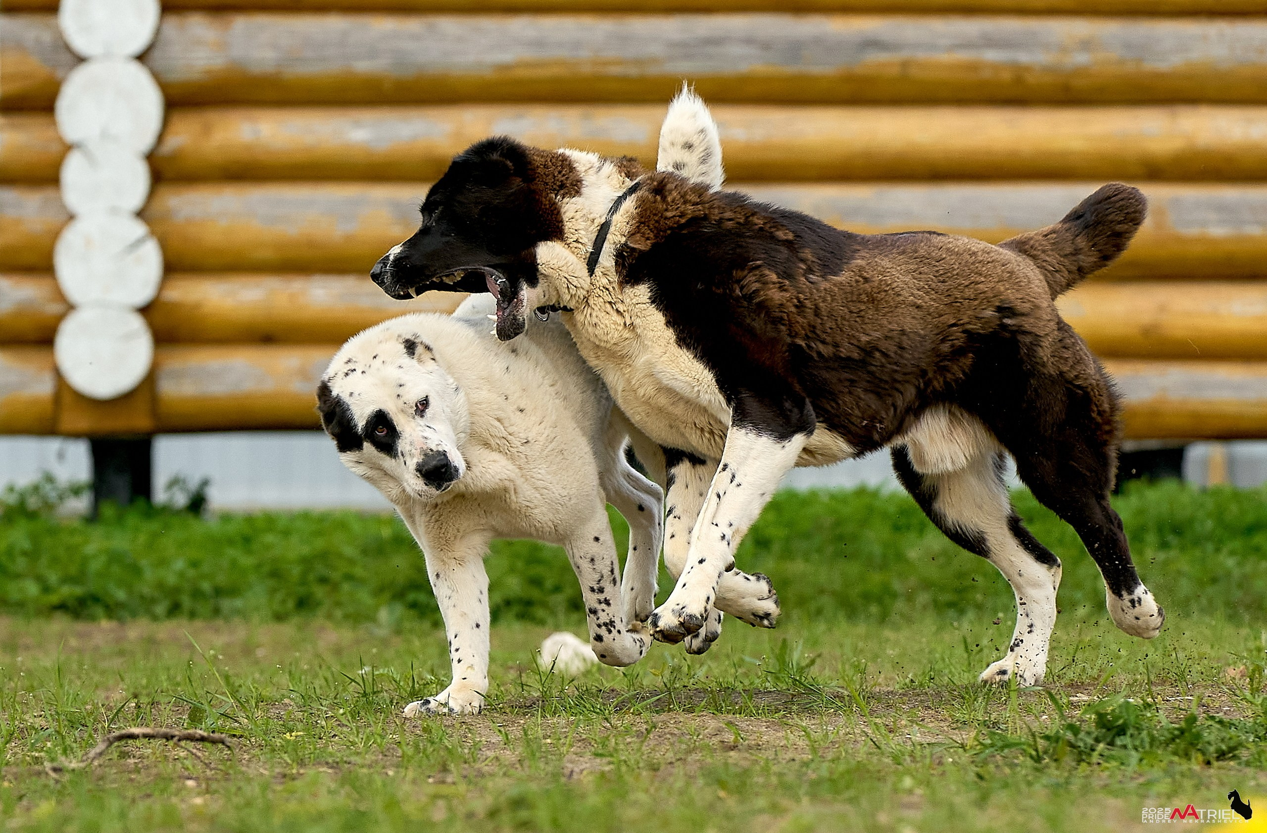 Съемка в питомнике