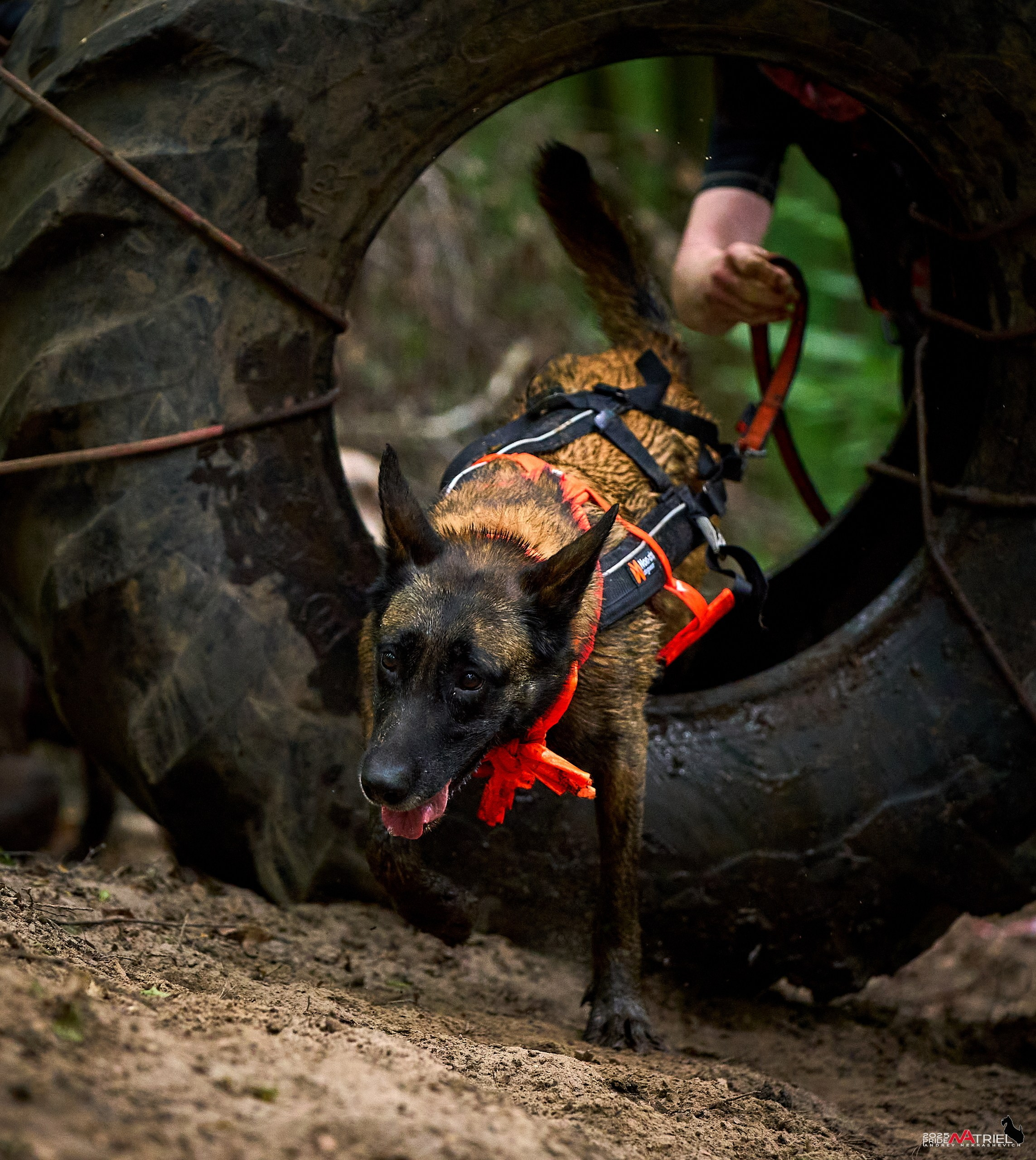 Russian Extreme Dog Trail — 2025