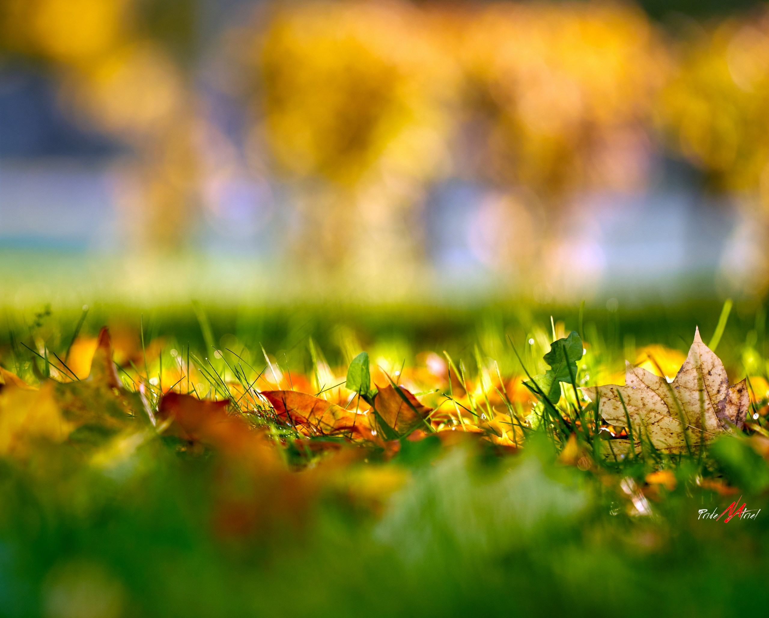 Лютики-цветочки — галерея NATRIEL