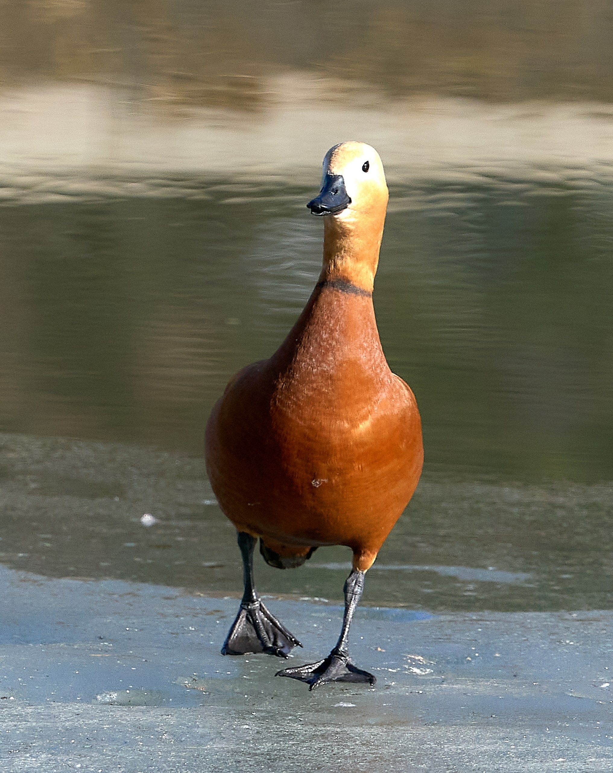 Фото птиц — галерея NATRIEL