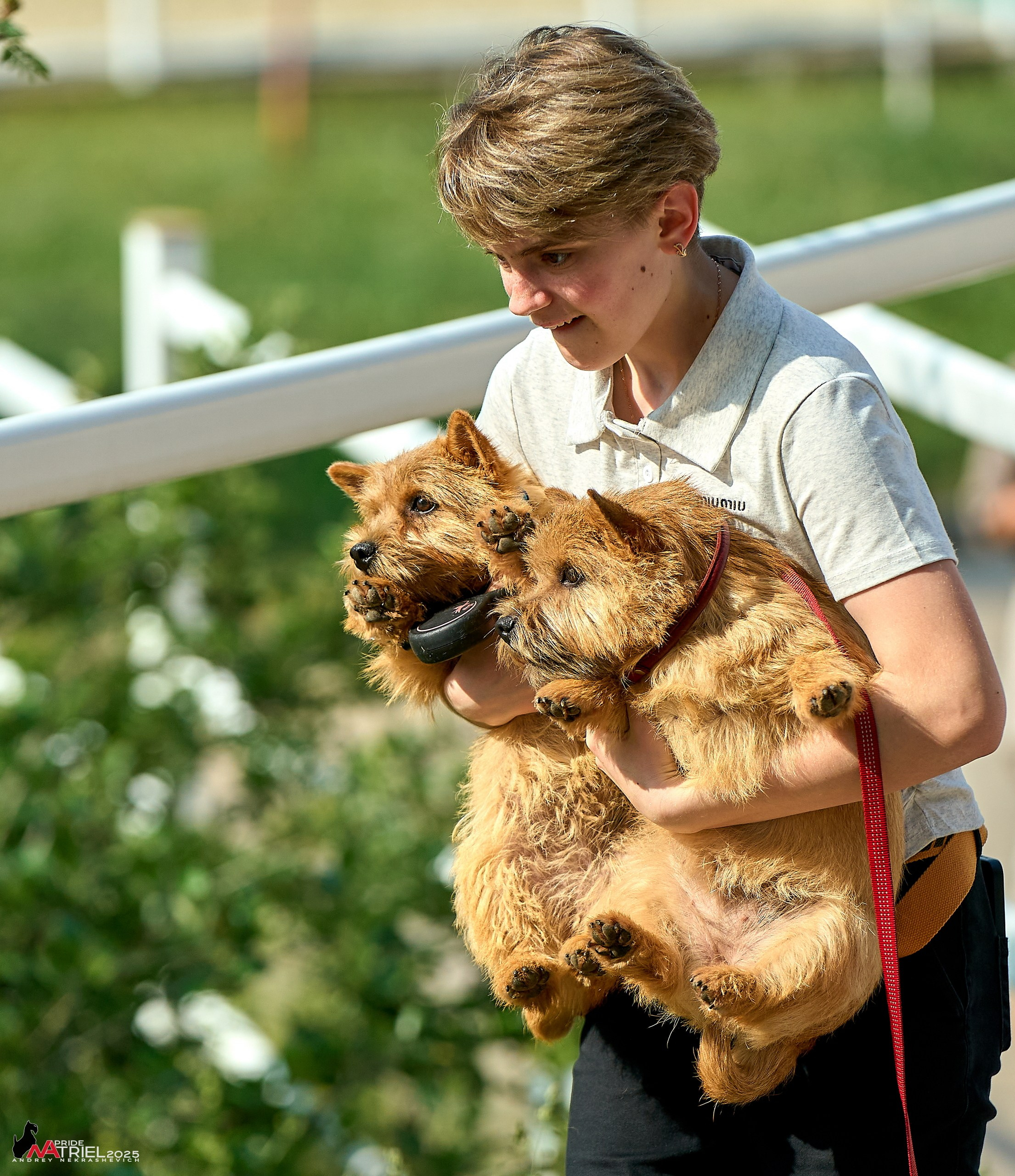 Выставка собак РОССИЯ — 2025