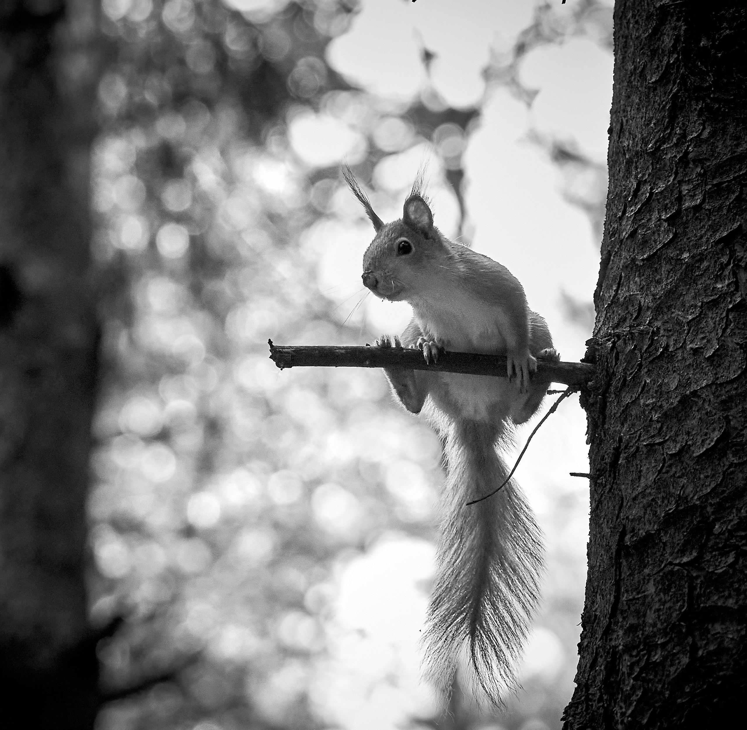 Животные — галерея NATRIEL