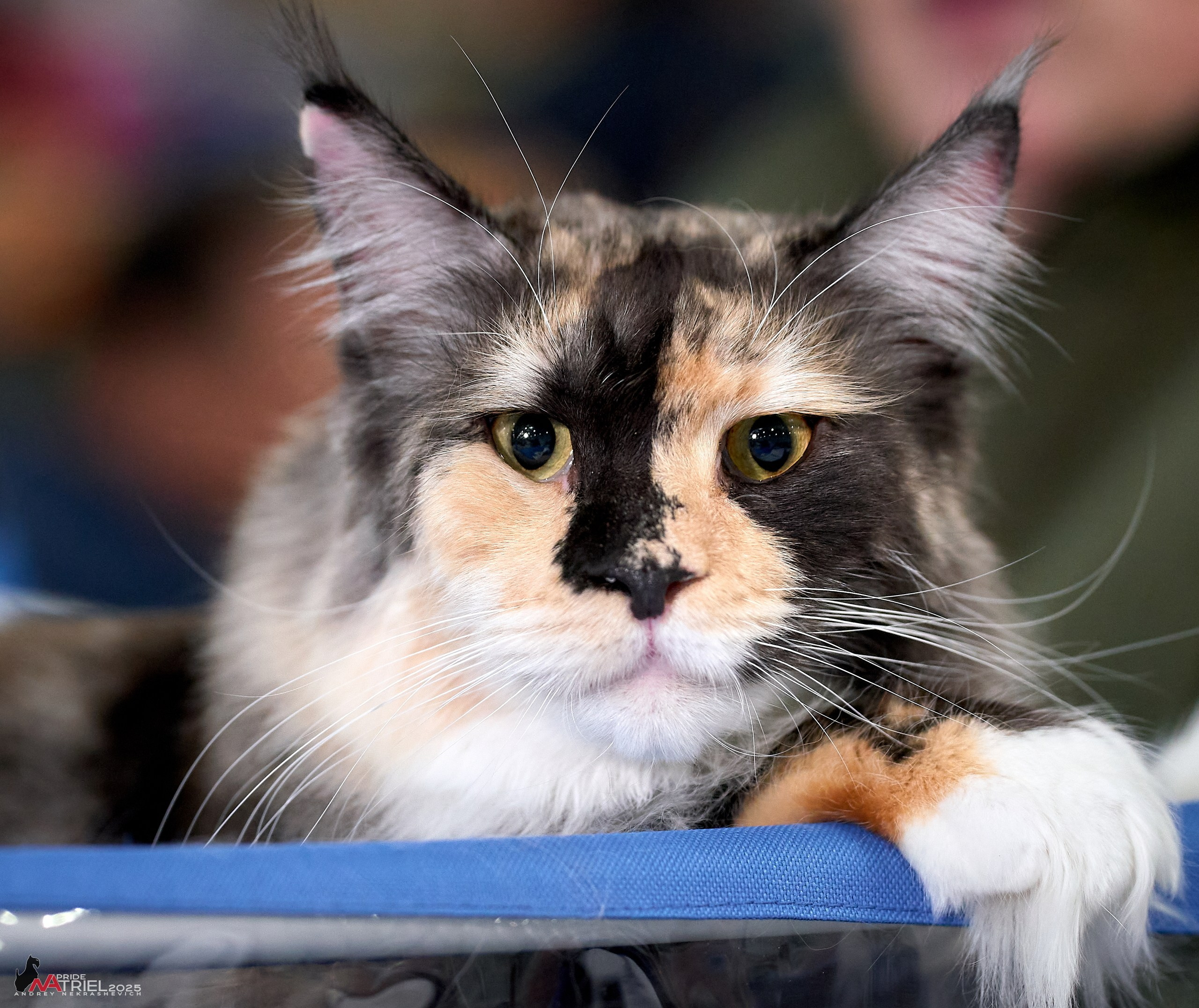 Репортаж с ЗООФЕСТ в Крокусе