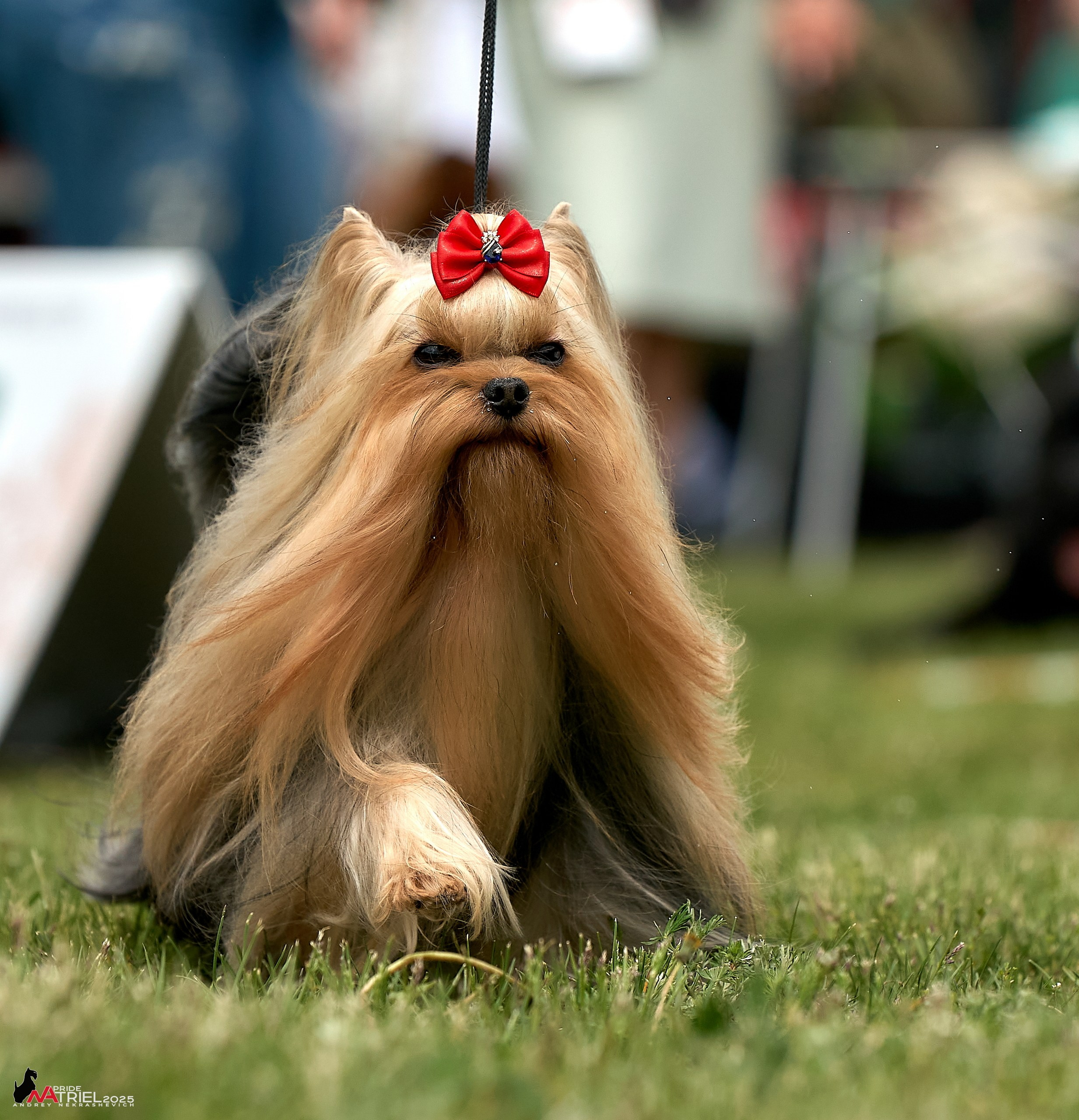 Выставка собак Суздаль-Владимир