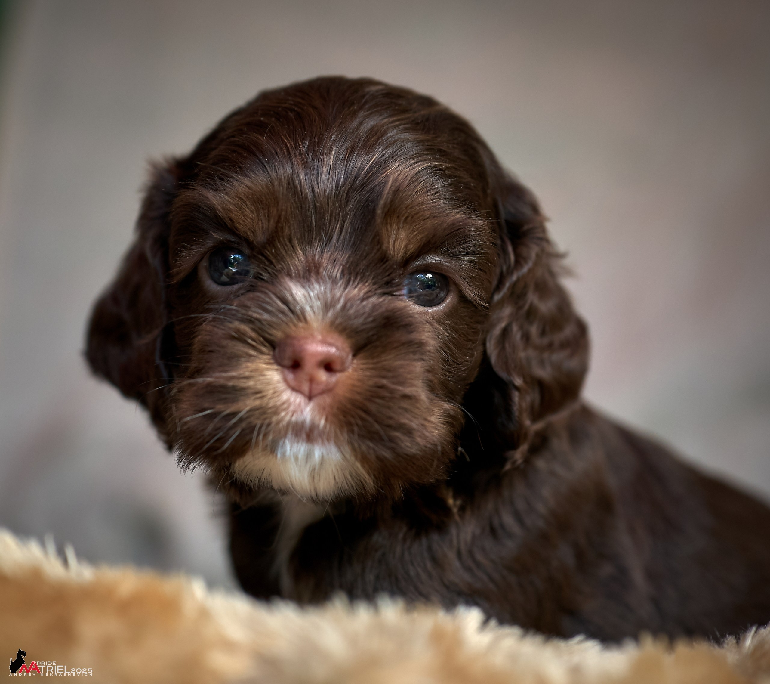 Щенки АмКокеров