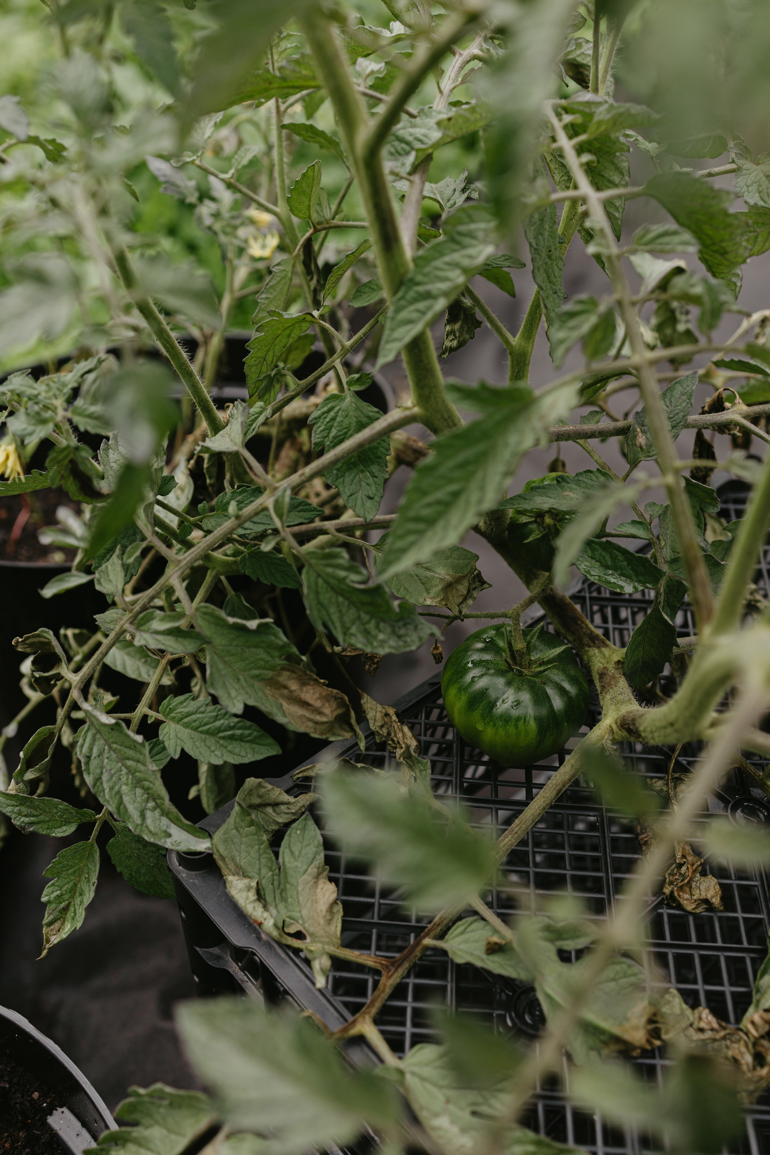 Зимний и летний сад. Фотограф Эльмира Лин