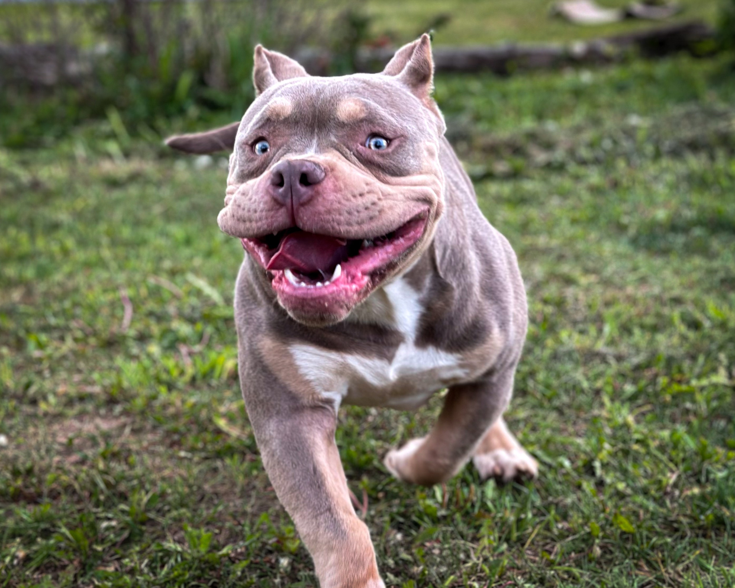 Stark. Питомник американских булли Bounty Pride Bully