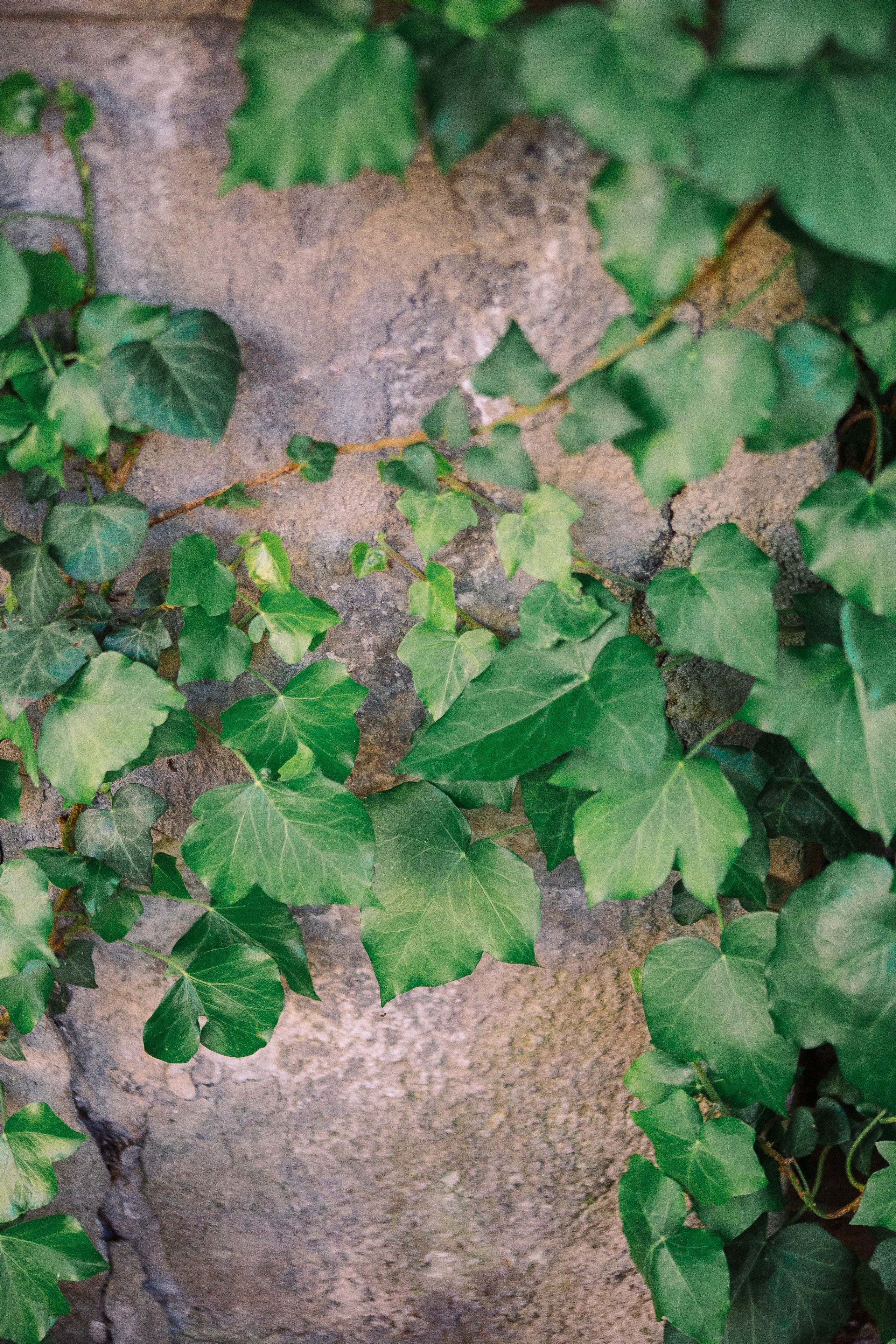 Полина и Максим. Фотограф  в Санкт-Петербурге Юлия Ильченко