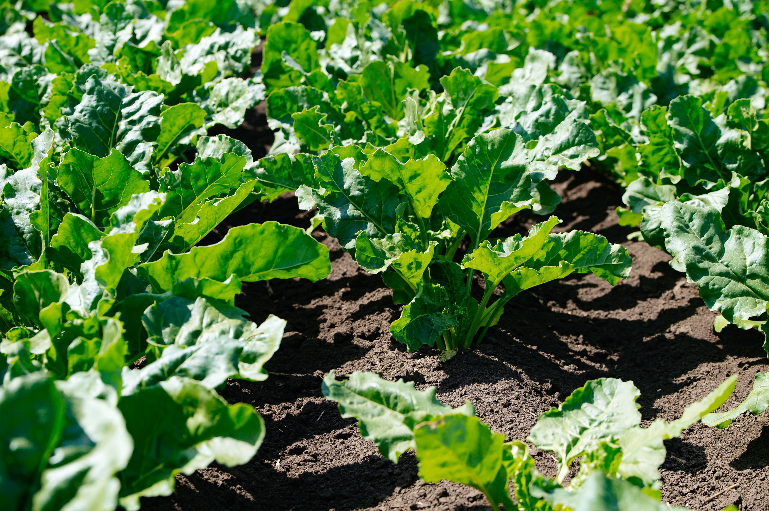 День поля. Главная