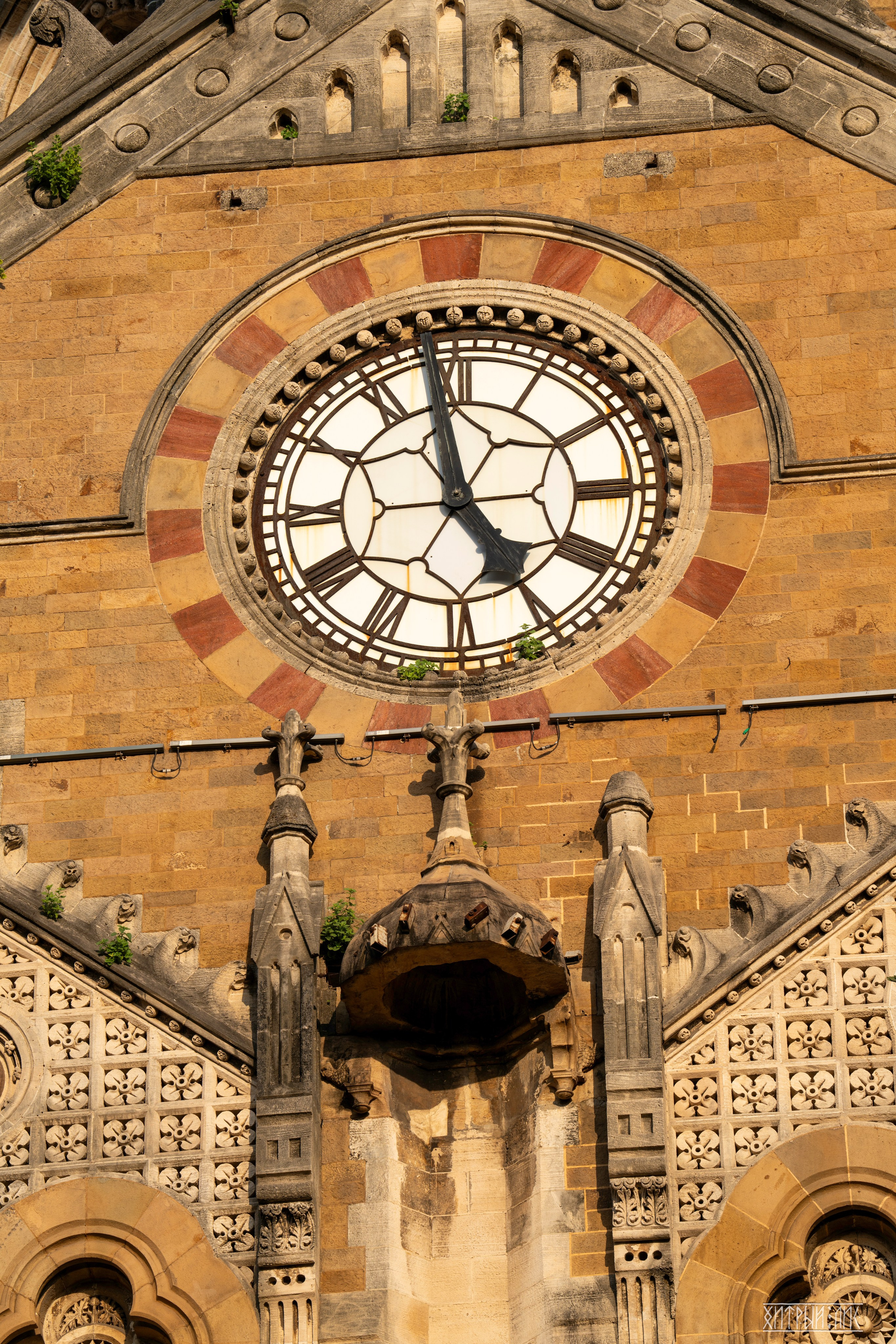 Гоа-Мумбаи. Фотограф-путешественник Самойлов Максим «Sly Fox»