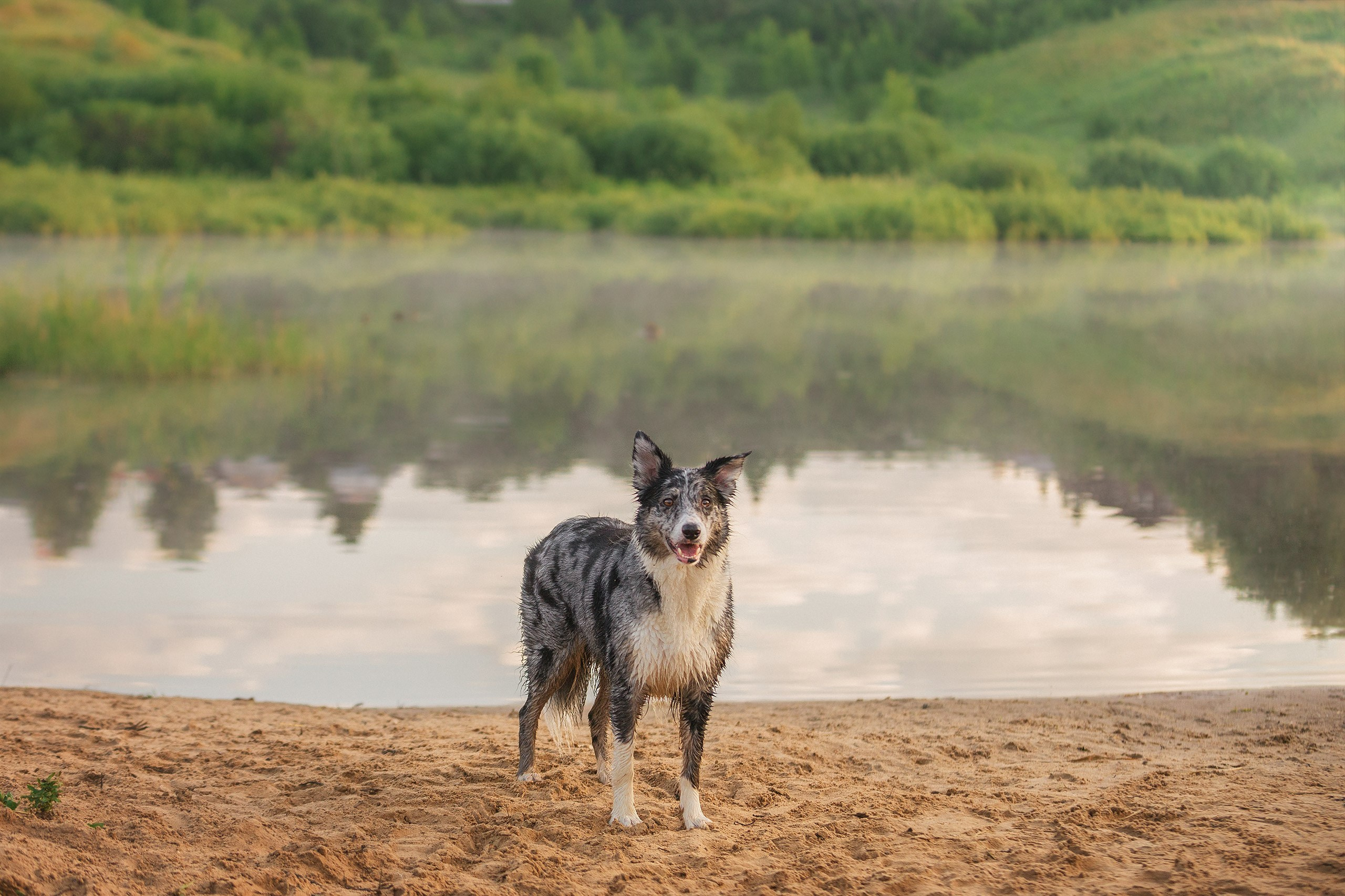 Таня и команда на рассвете. Фотограф анималист Кузнецова Анна Нижний Новгород