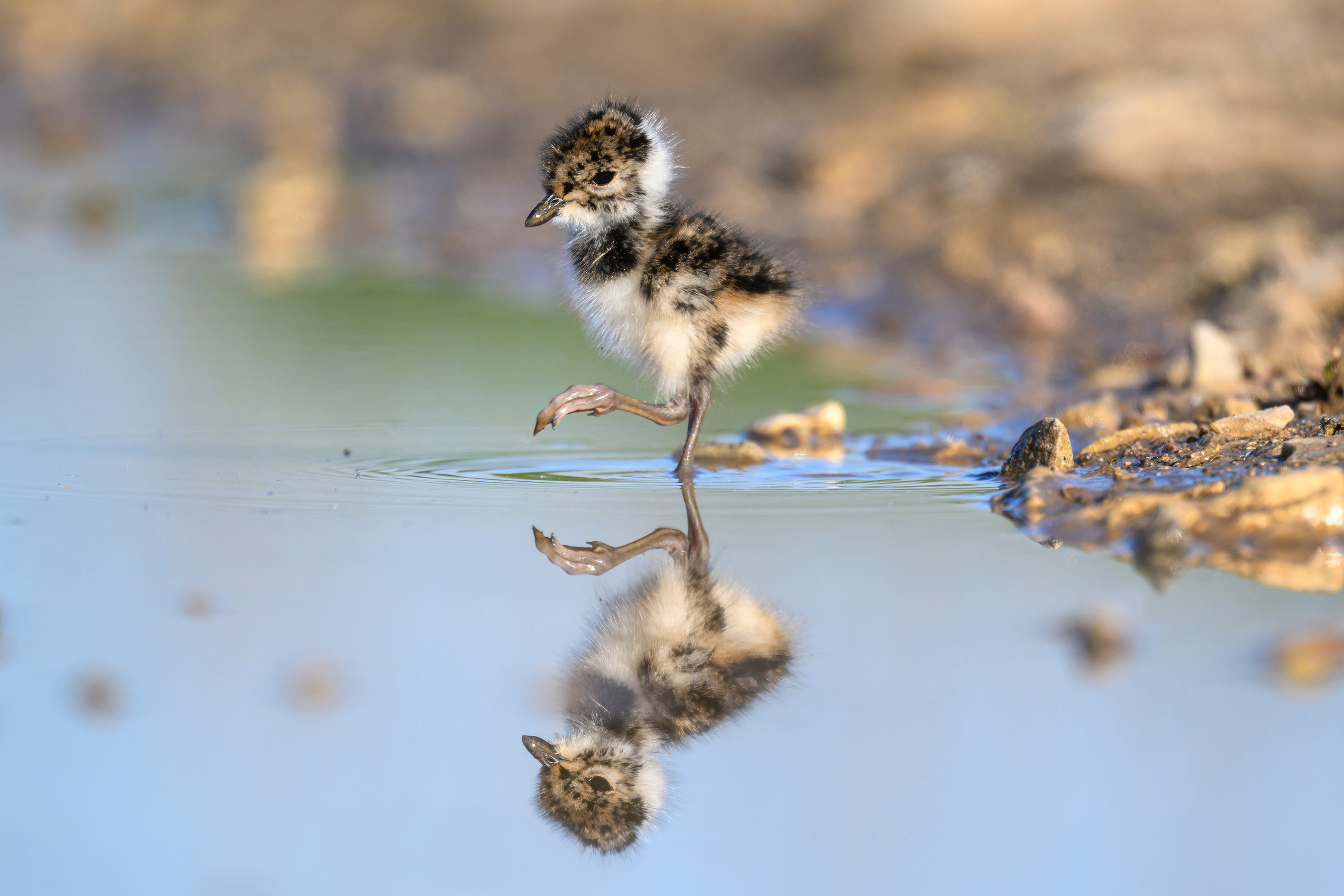 Чибисята. Wildlife photography by Sergey Puponin
