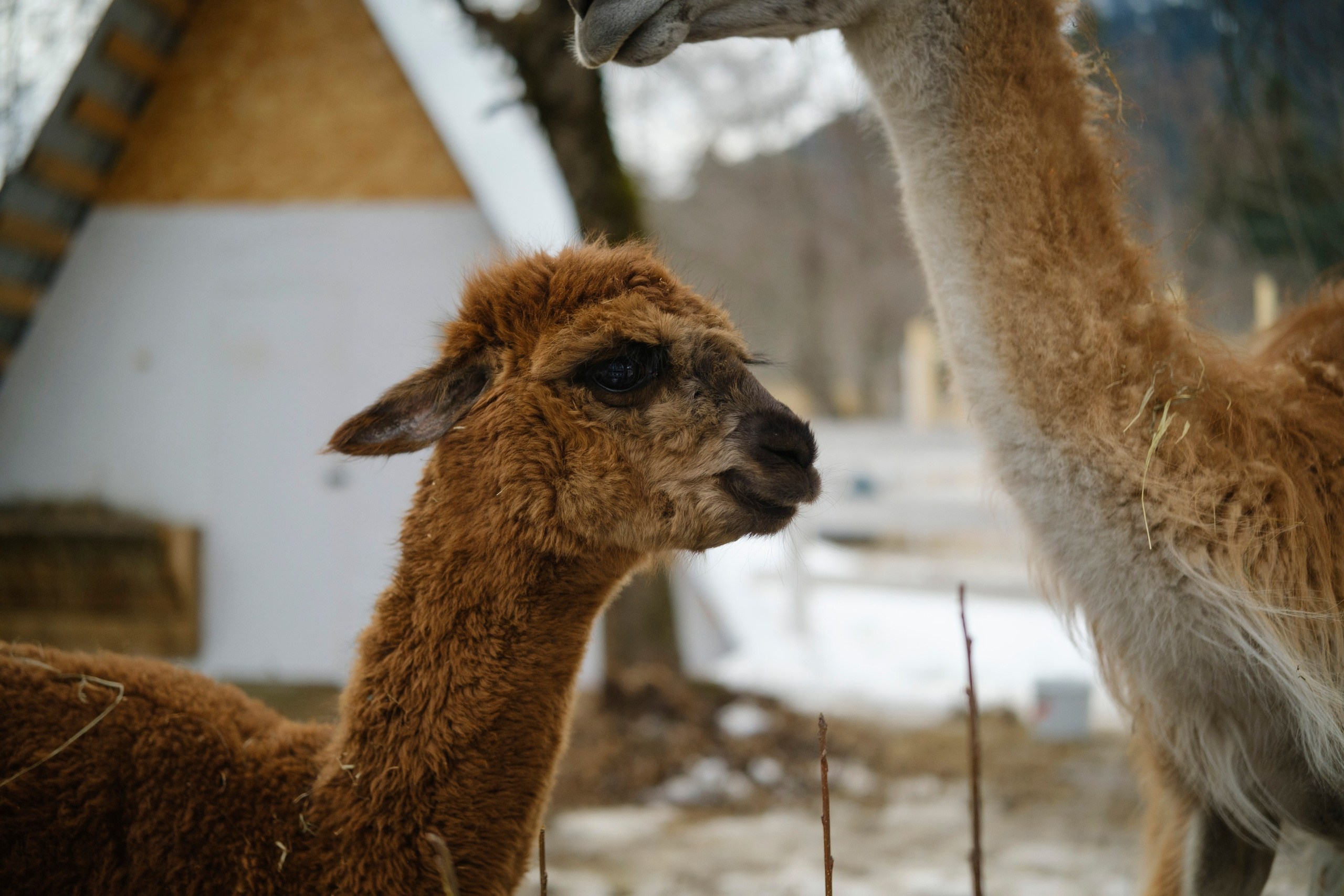 Архыз 9-11 02 24. Главная