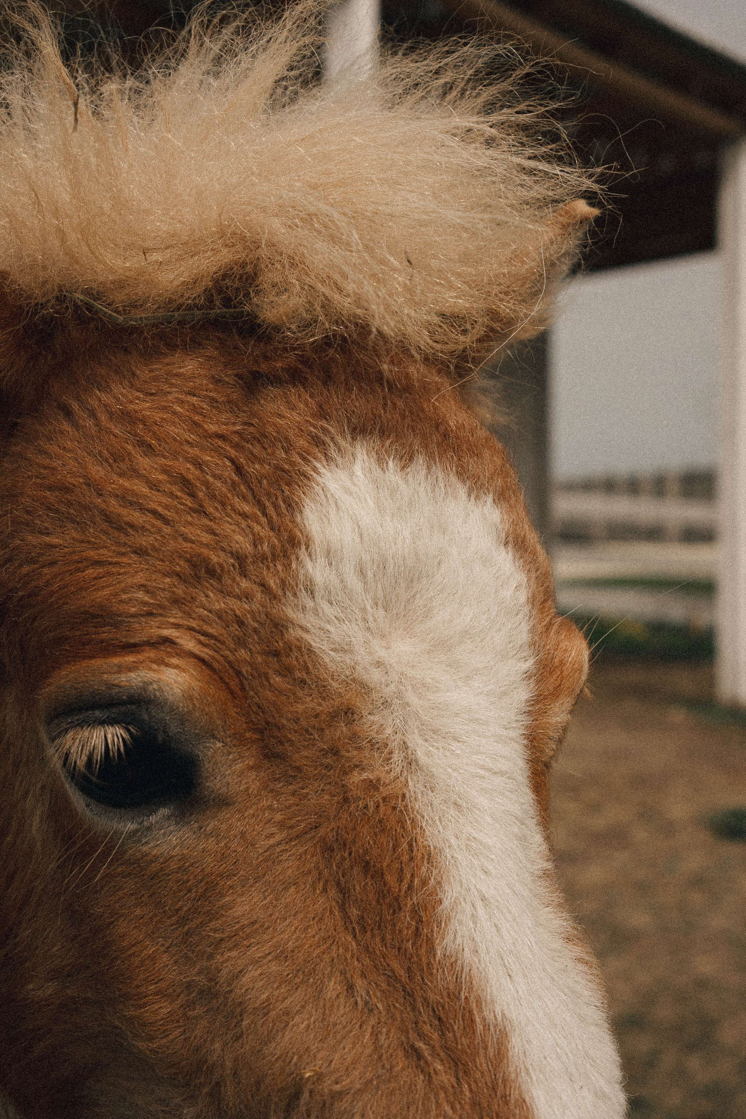 Ферма Альпак. Профессиональный фотограф, Санкт-Петербург — Виктория Богомолова