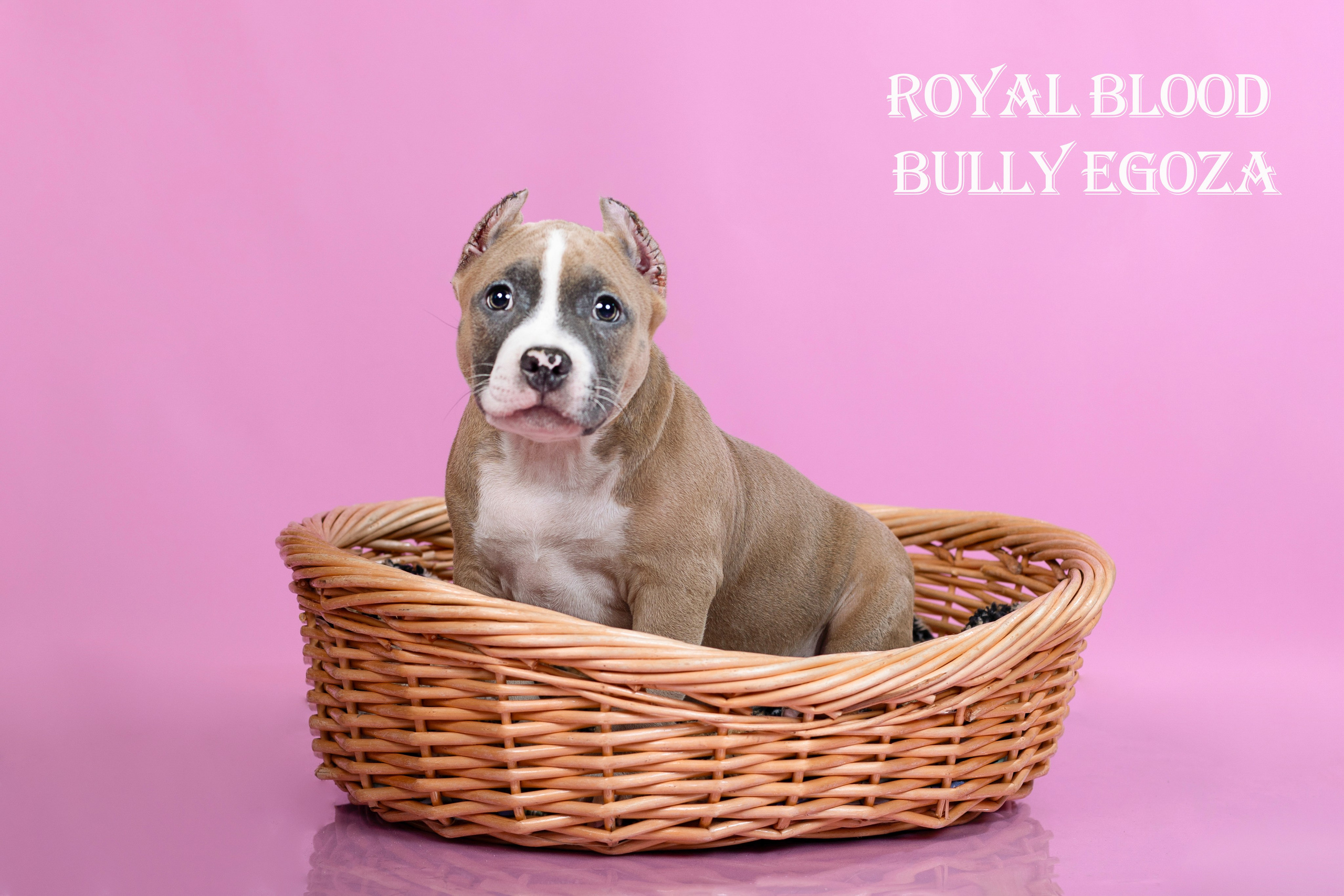 Американский булли!. Фотограф 📸 семейный, предметный, репортажный