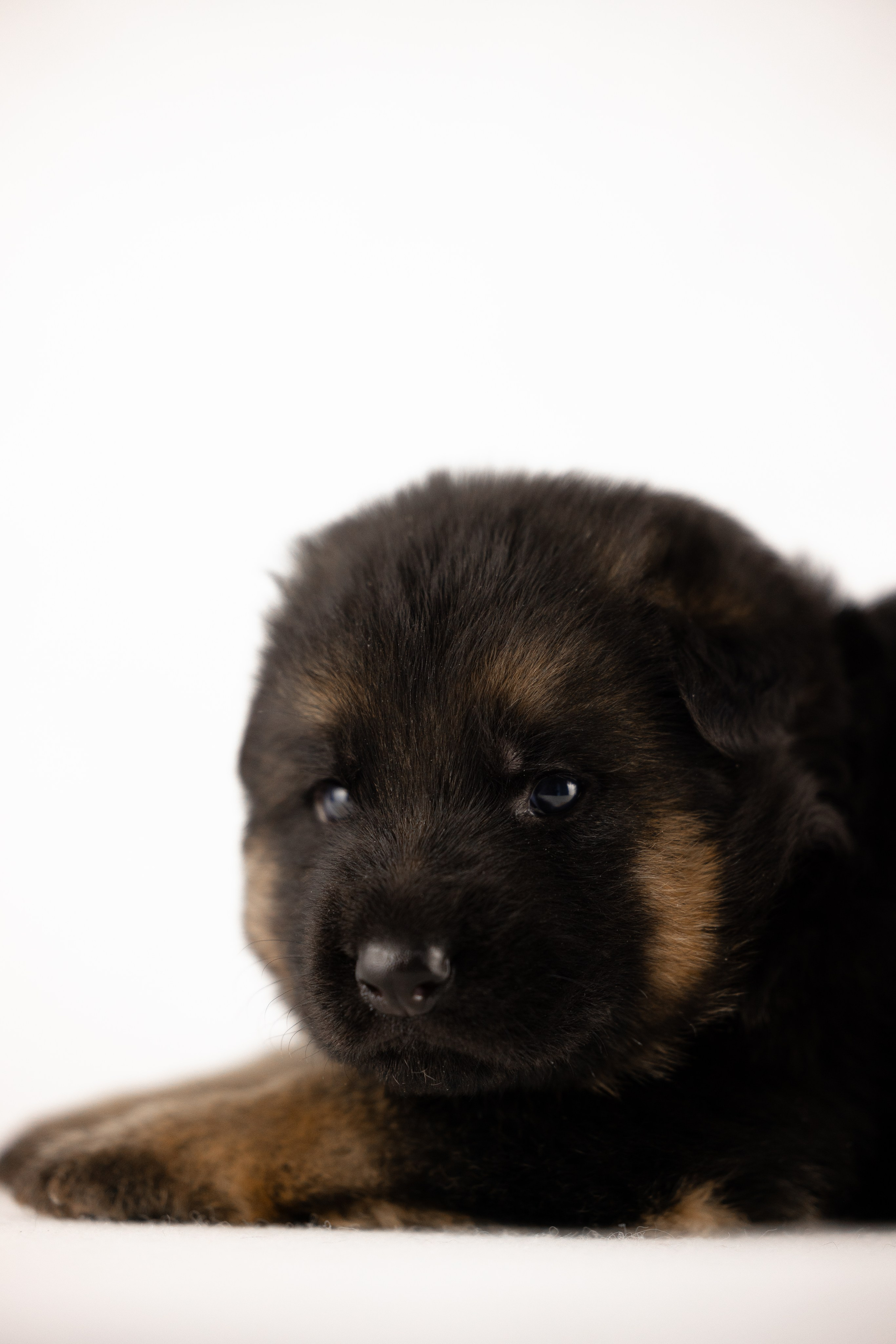 Немецкая овчарка. Фотограф и видеограф анималист Аганина Дарья