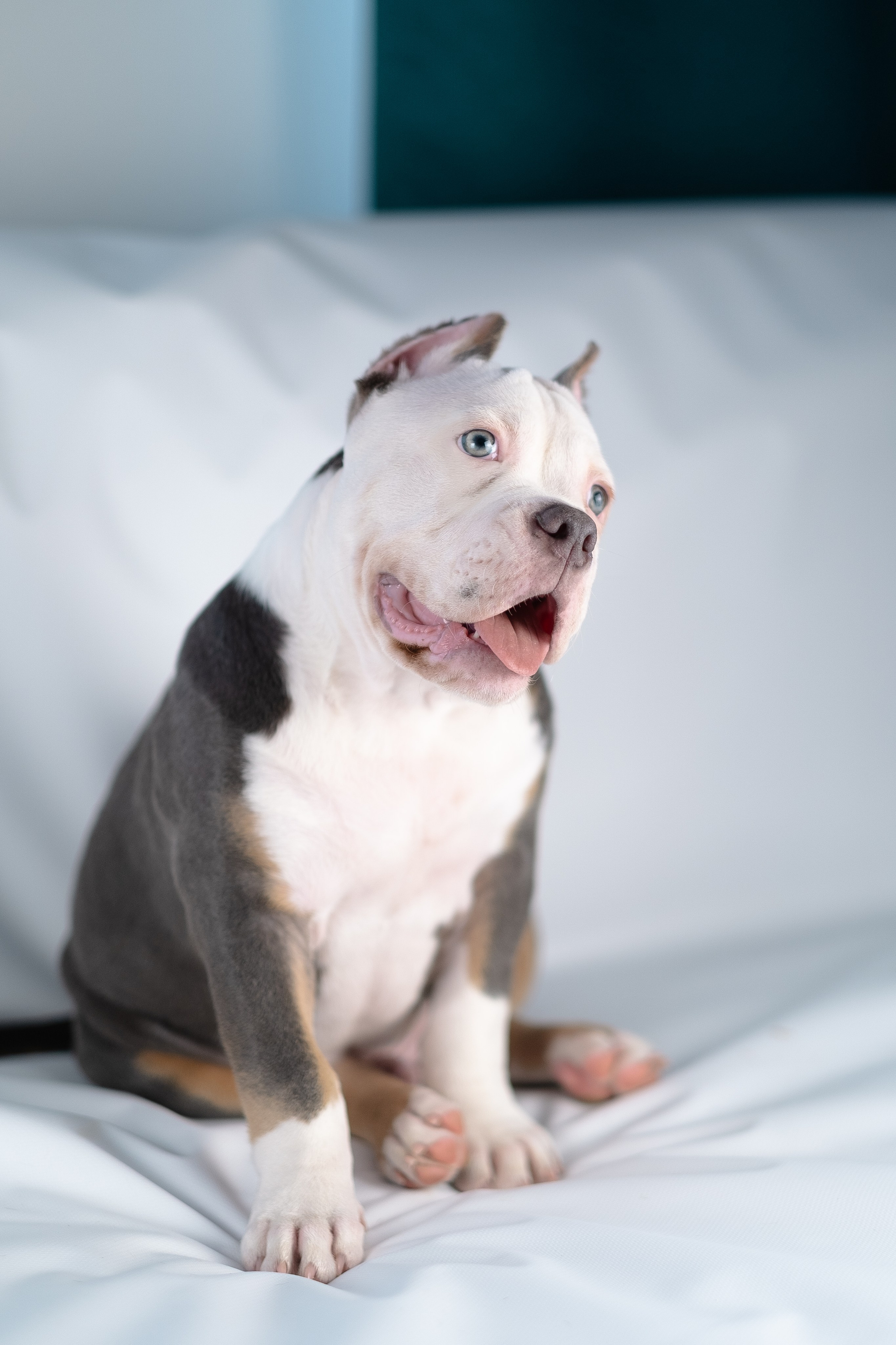 Зевс. Фотограф и видеограф анималист Аганина Дарья