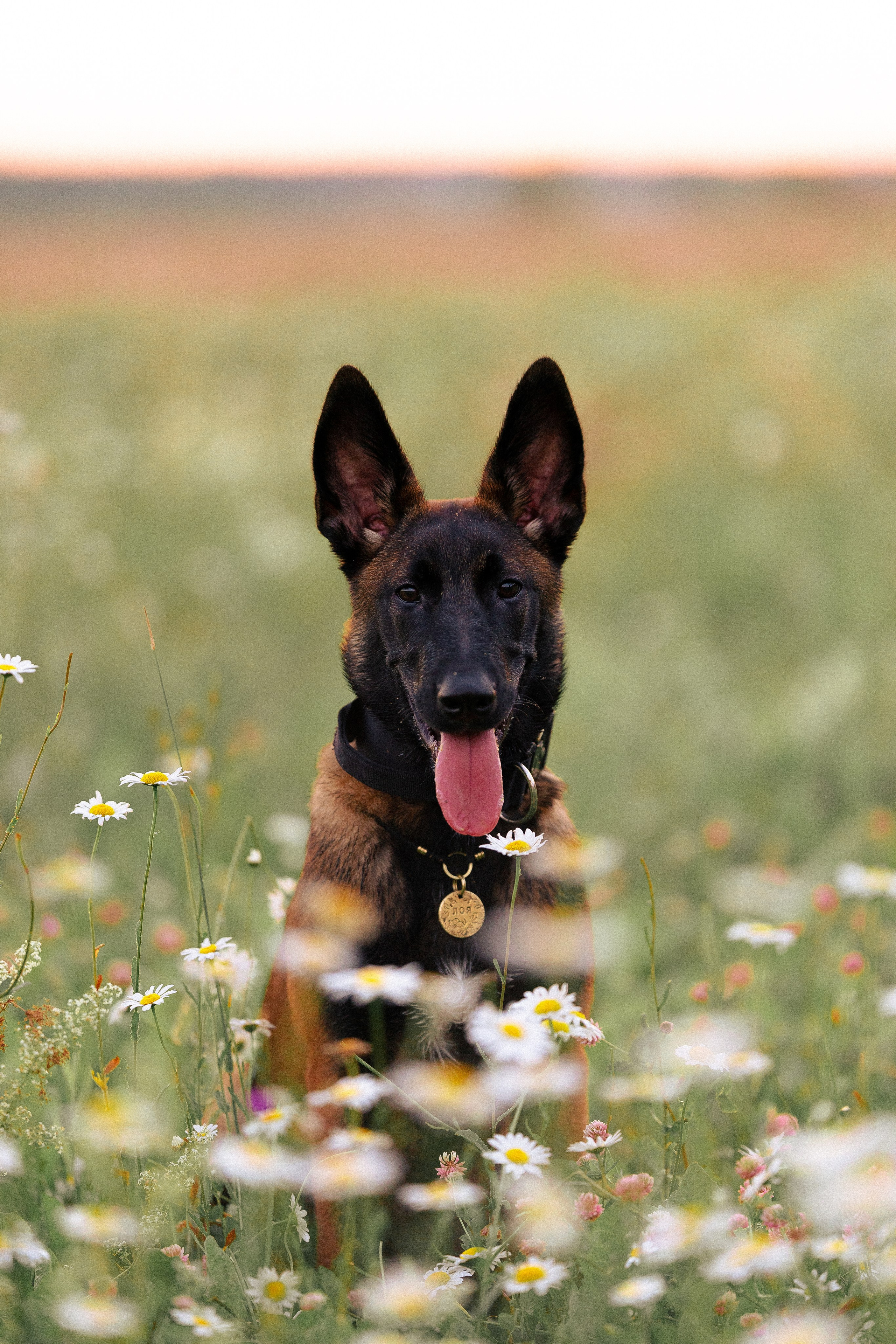 Галина и Лоя. Фотограф и видеограф анималист Аганина Дарья