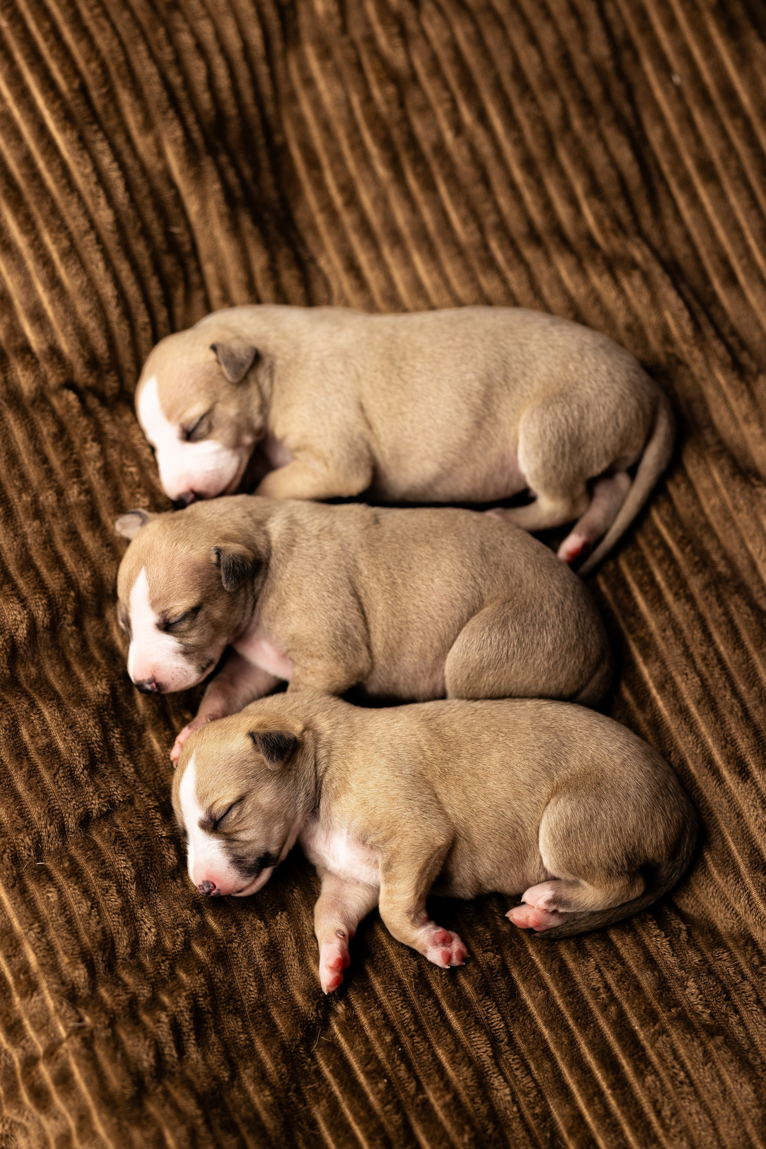 Уиппет. Фотограф и видеограф анималист Аганина Дарья