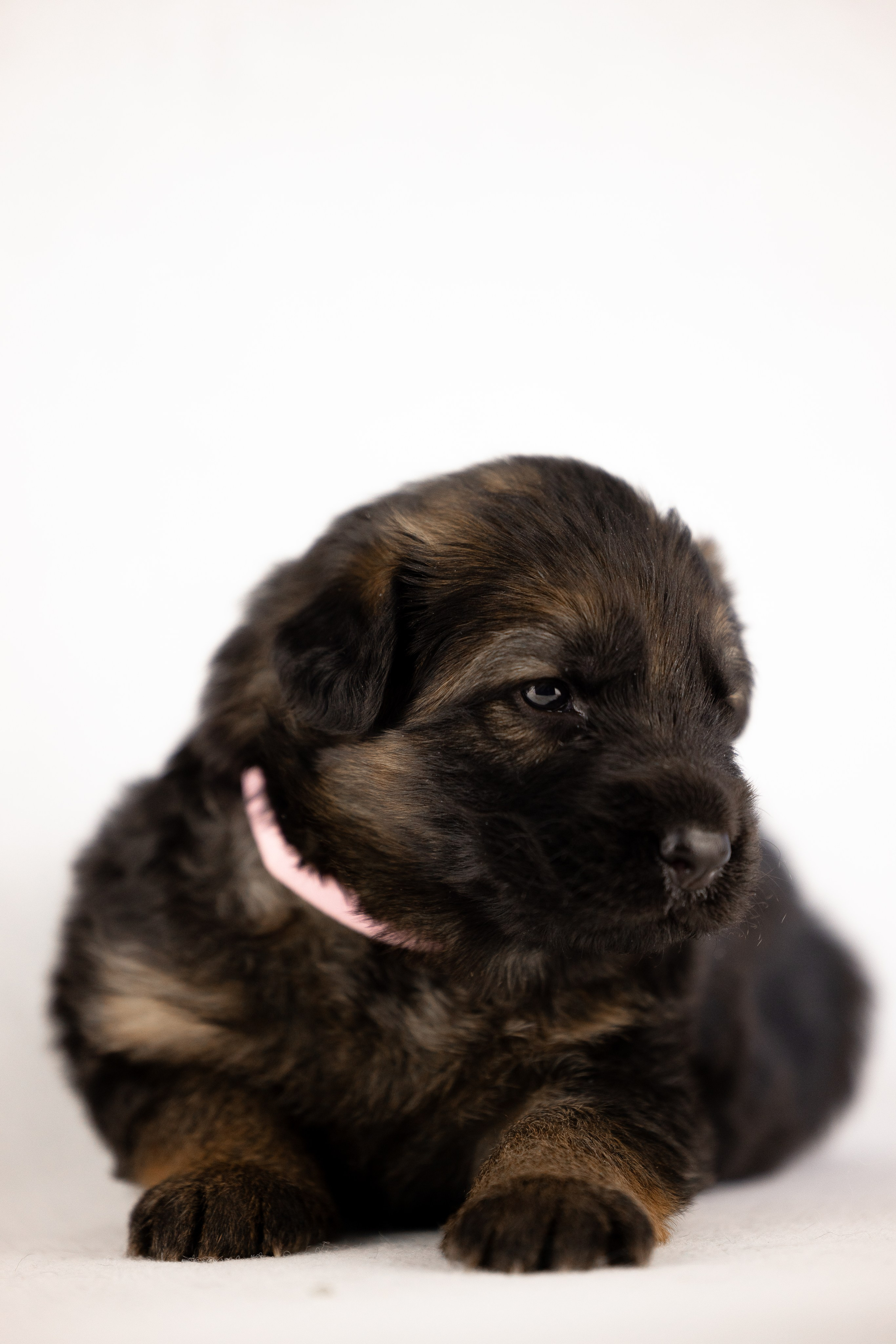 Немецкая овчарка. Фотограф и видеограф анималист Аганина Дарья