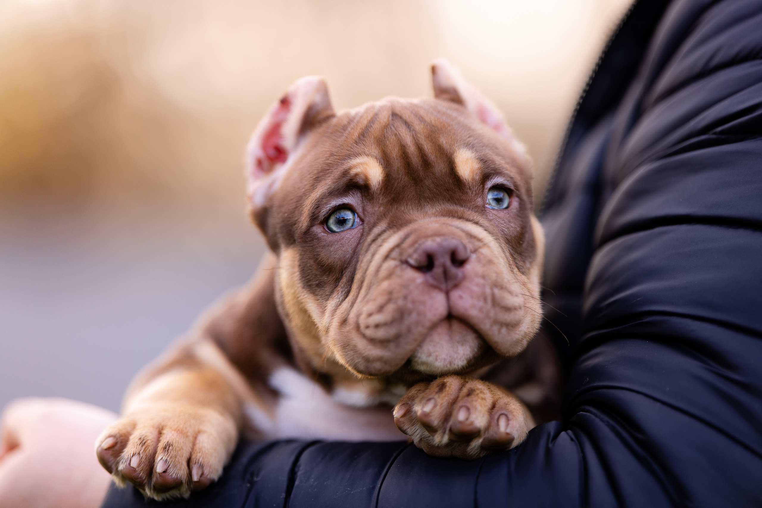 Булли. Фотограф и видеограф анималист Аганина Дарья