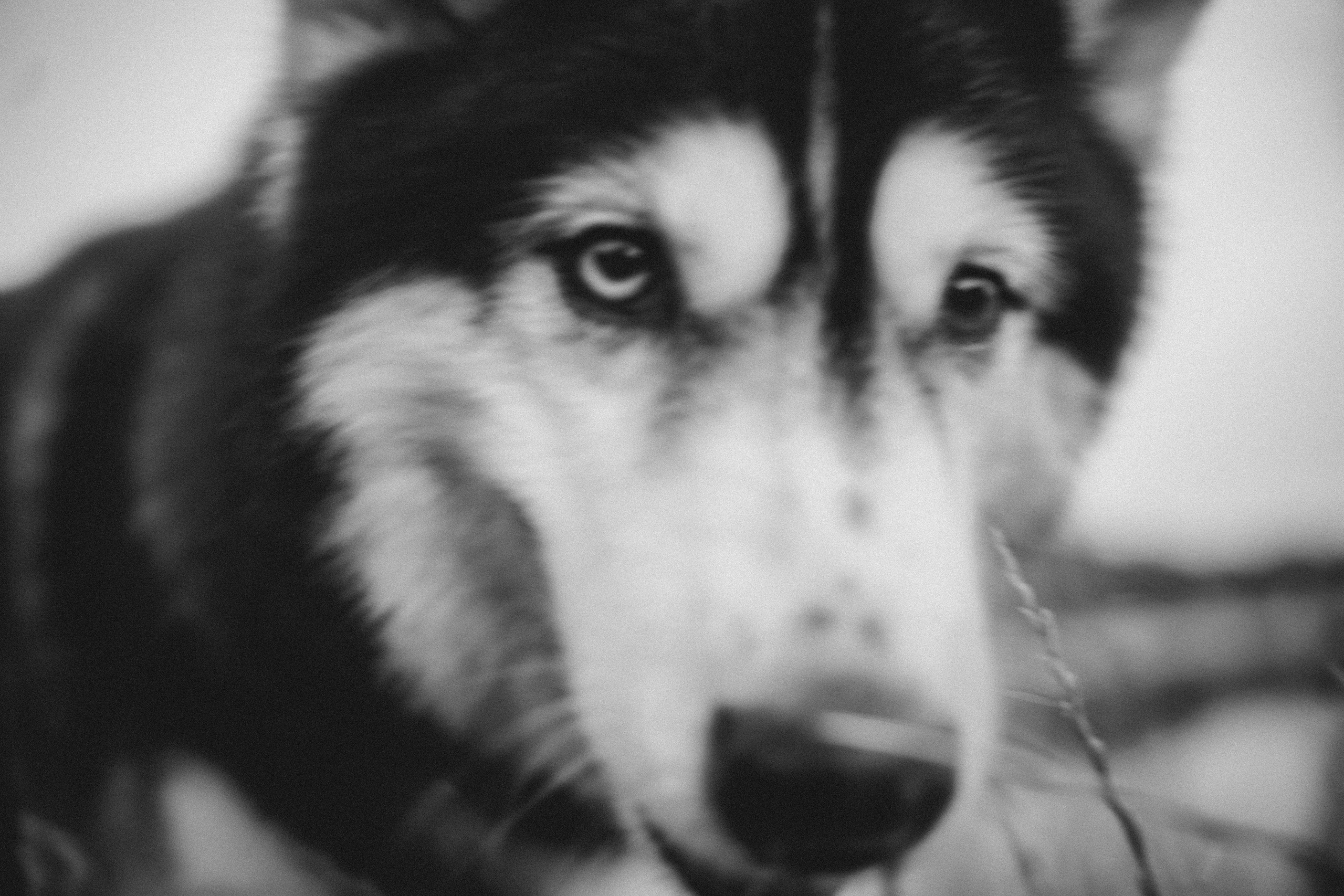 Мария и Вегас. Фотограф анималист в Москве и Санкт-Петербурге Свиридова Анна