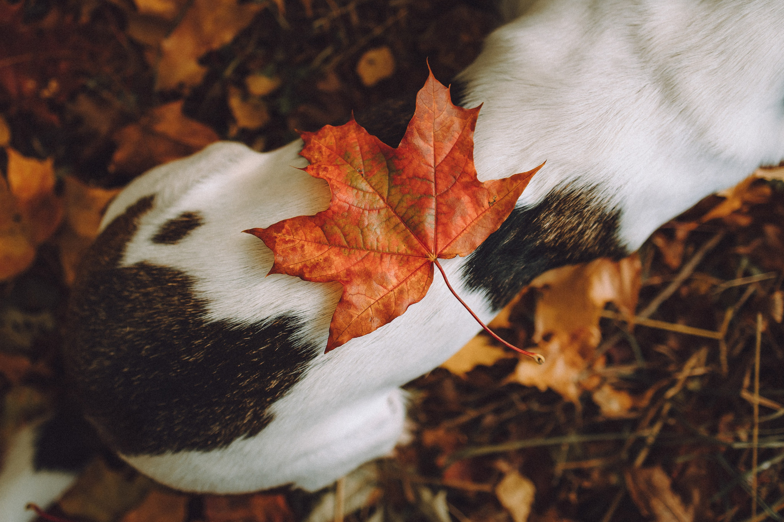 Ольга и Восьмерка